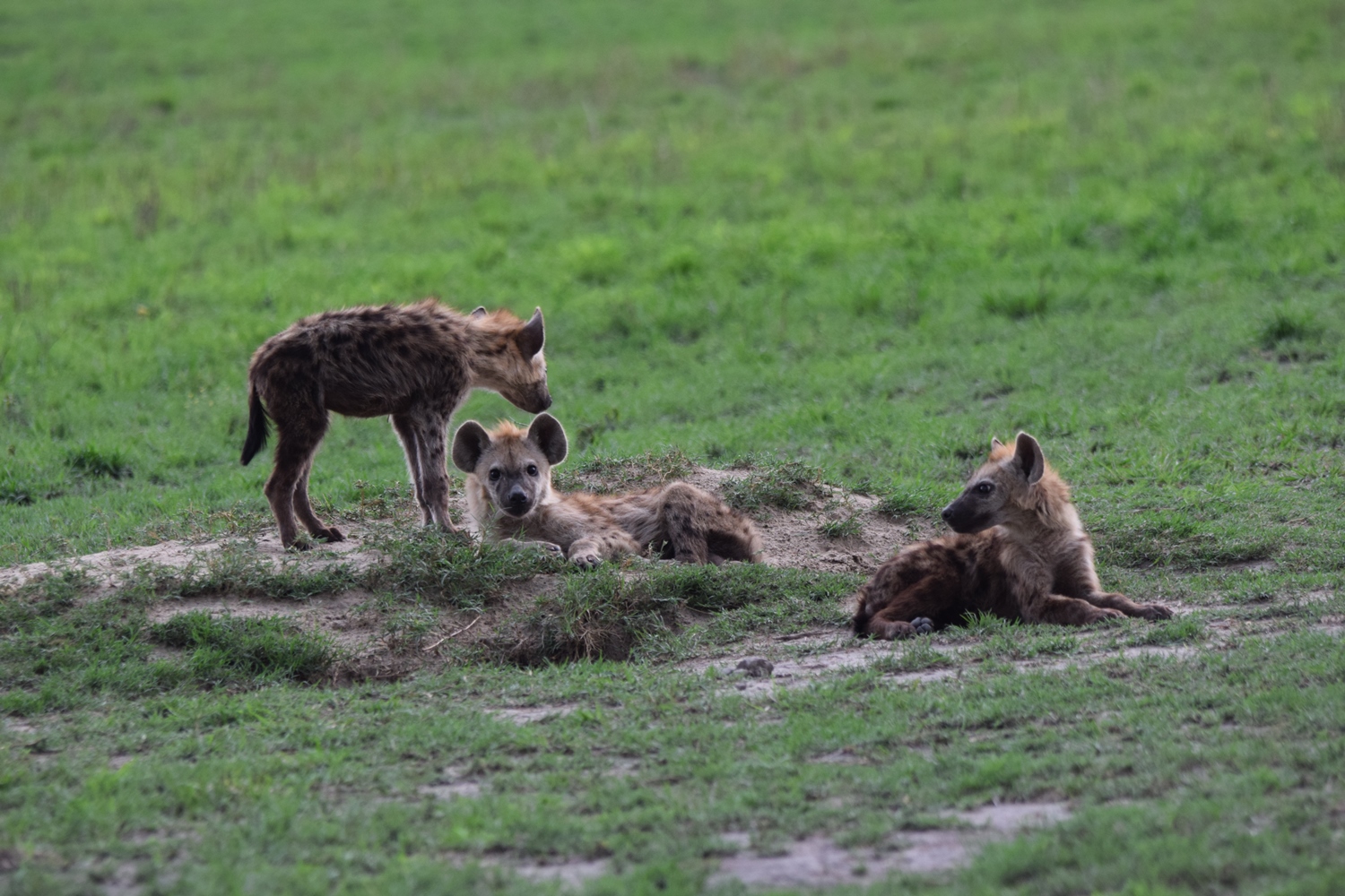  A family of spotted hyena. ©&nbsp;Bob Mandinyenya 