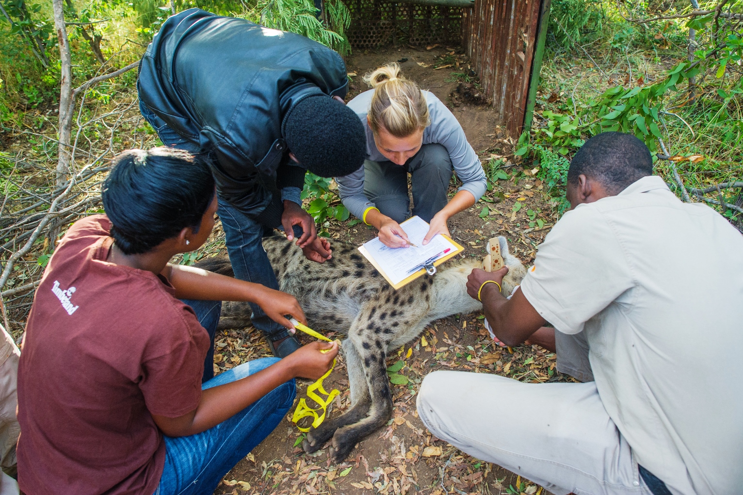 Collaring a sedated spotted hyena to track its future movements. © Bob Mandinyenya