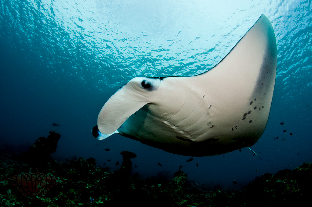 A reef manta ray, formerly classified as Manta alfredi . Shiyam ElkCloner/Wikimedia Commons (CC BY-SA 3.0)