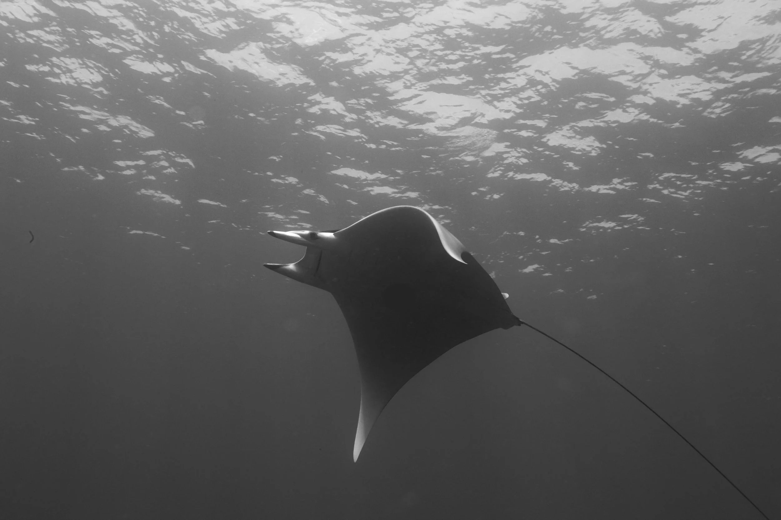 Both manta and mobula rays are already protected worldwide under CITES Appendix II. Klaus Stiefel/Flickr (BY-NC 2.0)