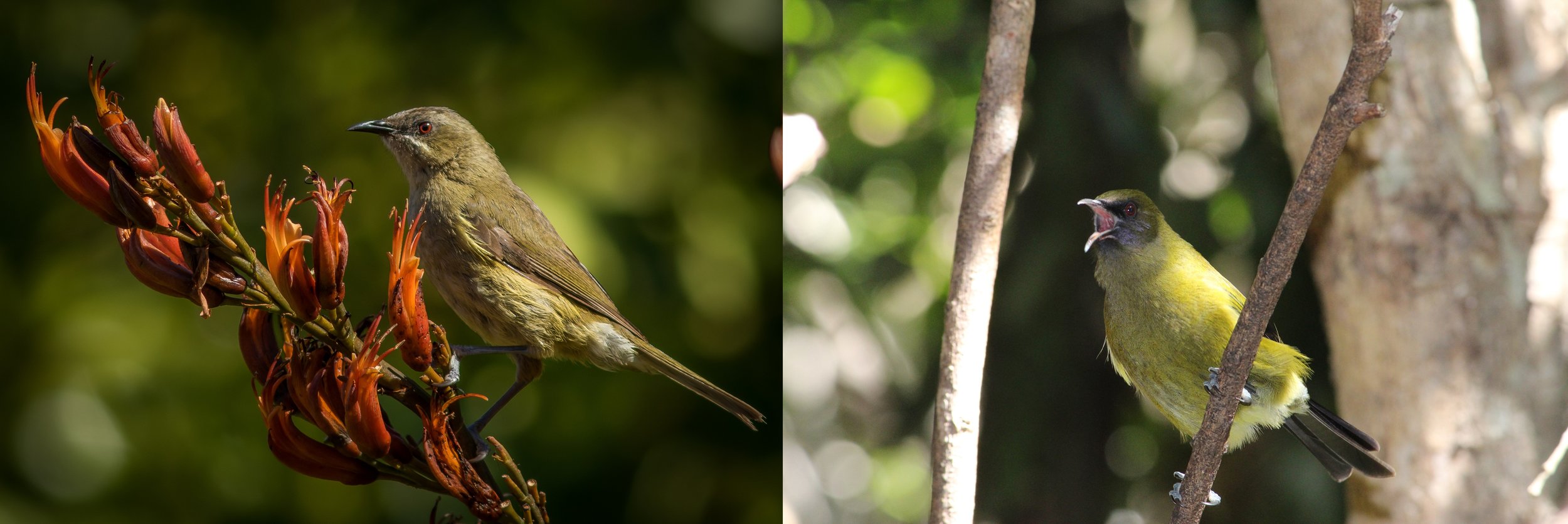 A female (left) and male New Zealand bellbird (Anthornis melanura) . © Aaron Harmer; © Michelle Roper