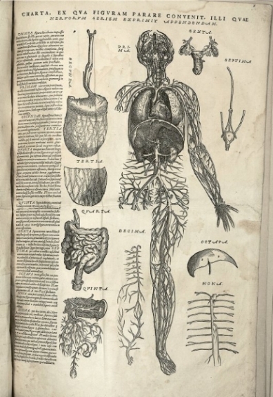 Anatomical drawings by Andreas Vesalius (circa 1543), depicting the circulatory system, intestines, and other organs. National Library of Medicine/Wikimedia Commons (public domain)
