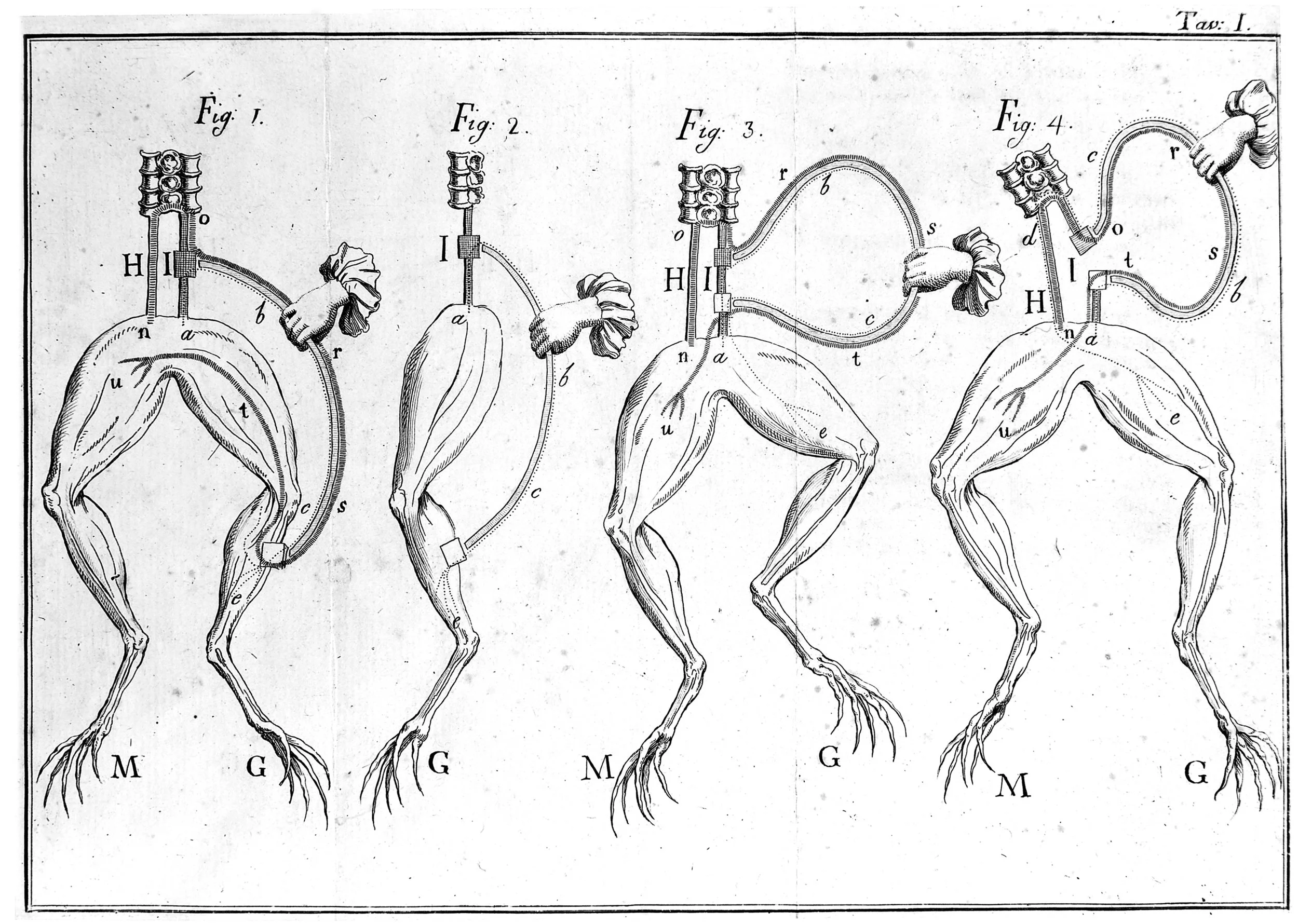 Схема первый опыт гальвани