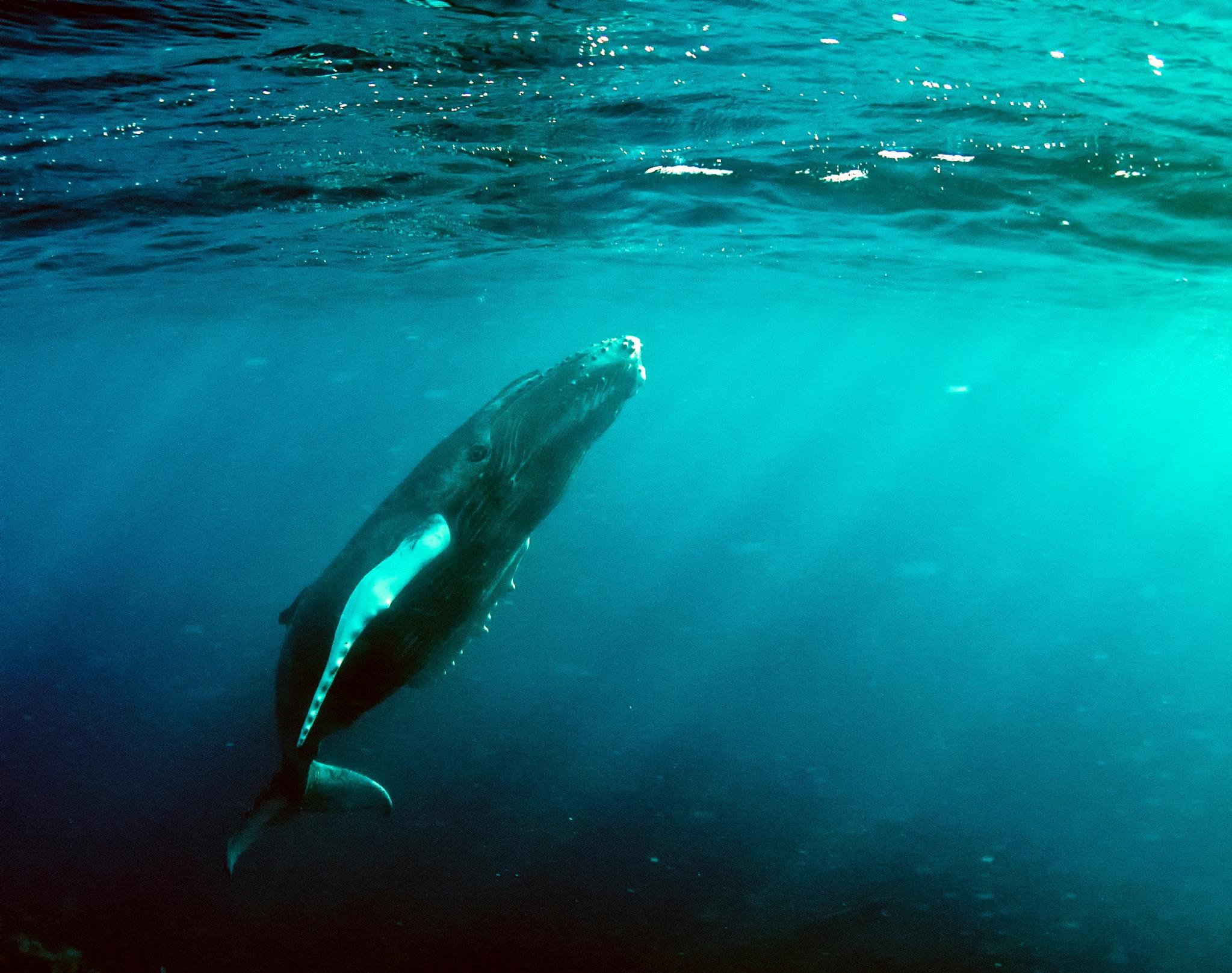 Cetaceans, such as whales and dolphins, use acoustic signals underwater as a form of communication and sight. Christopher Michel/Flickr (CC BY 2.0)