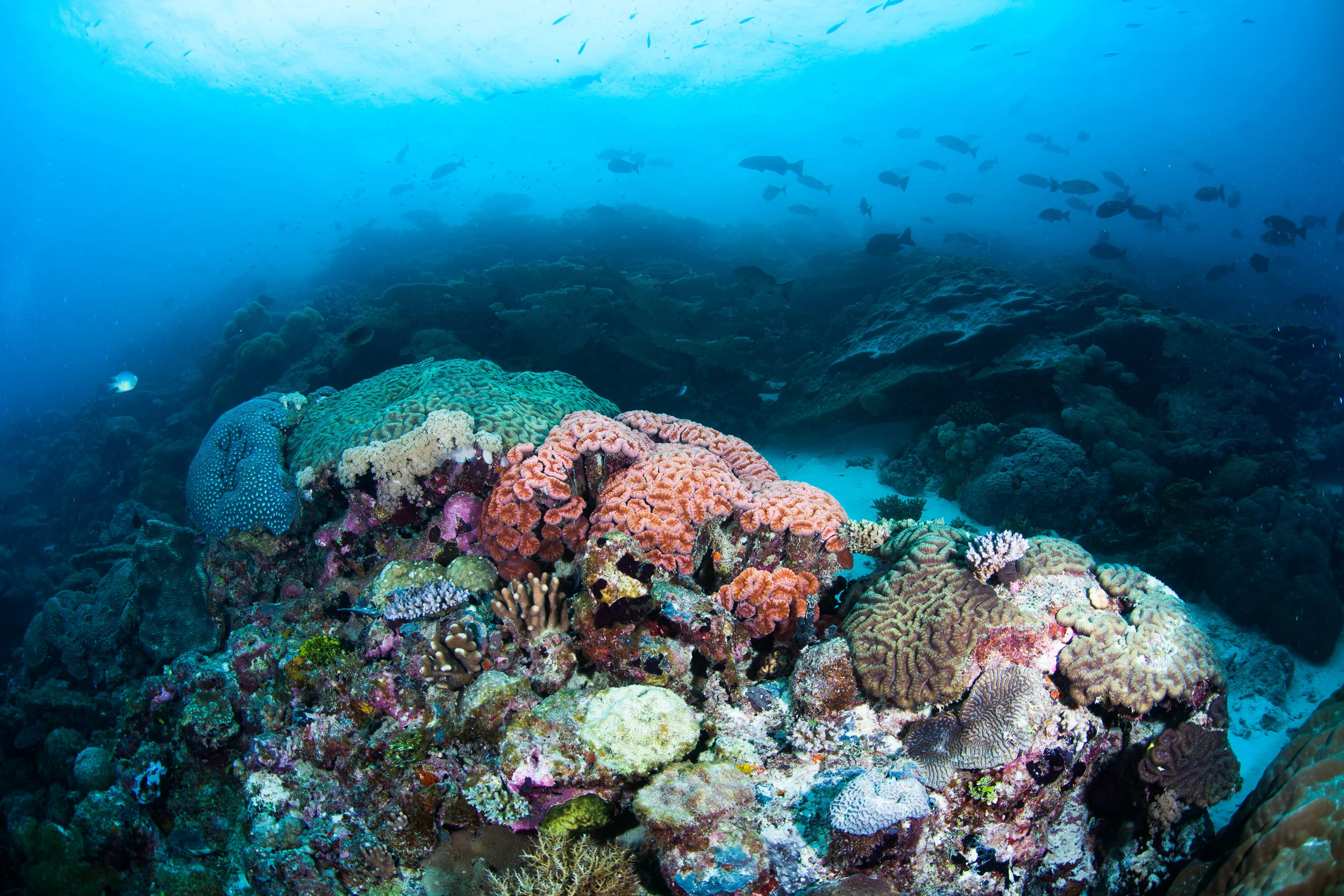 A stunning coral reef in the Chagos Archipelago, a perfect backdrop for fieldwork misfortune. © Christophe Balliache/The Ocean Agency