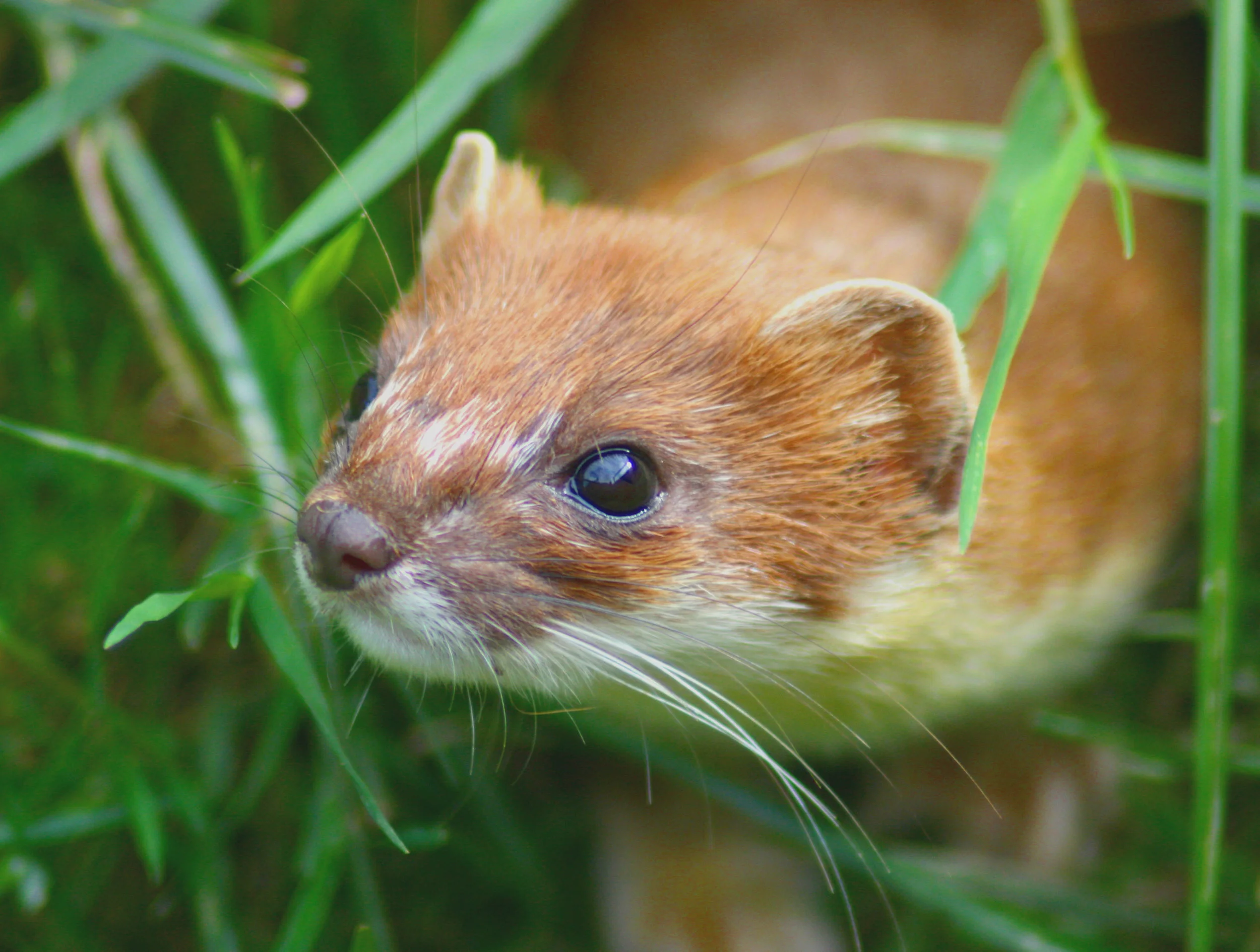 Gene drive technology is being explored as a control measure for New Zealand's introduced mammals, including stoats, rats and possums. Kevin Law/Wikimedia Commons (CC BY-SA 2.0)