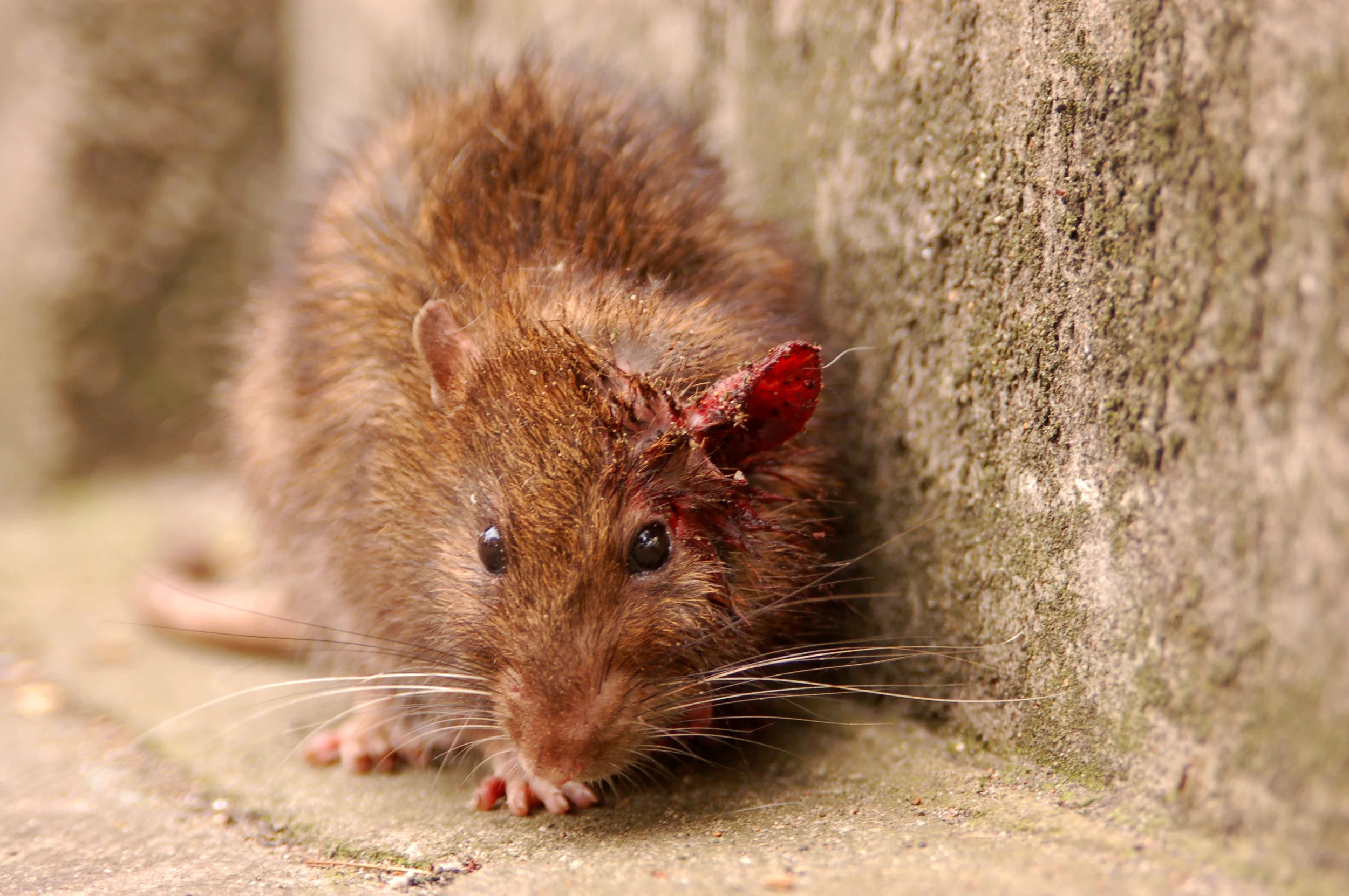 A major concern with gene drive technology is that affected individuals may stowaway to neighbouring populations. Jan van der Crabben/Wikimedia Commons (CC BY-SA 2.0)