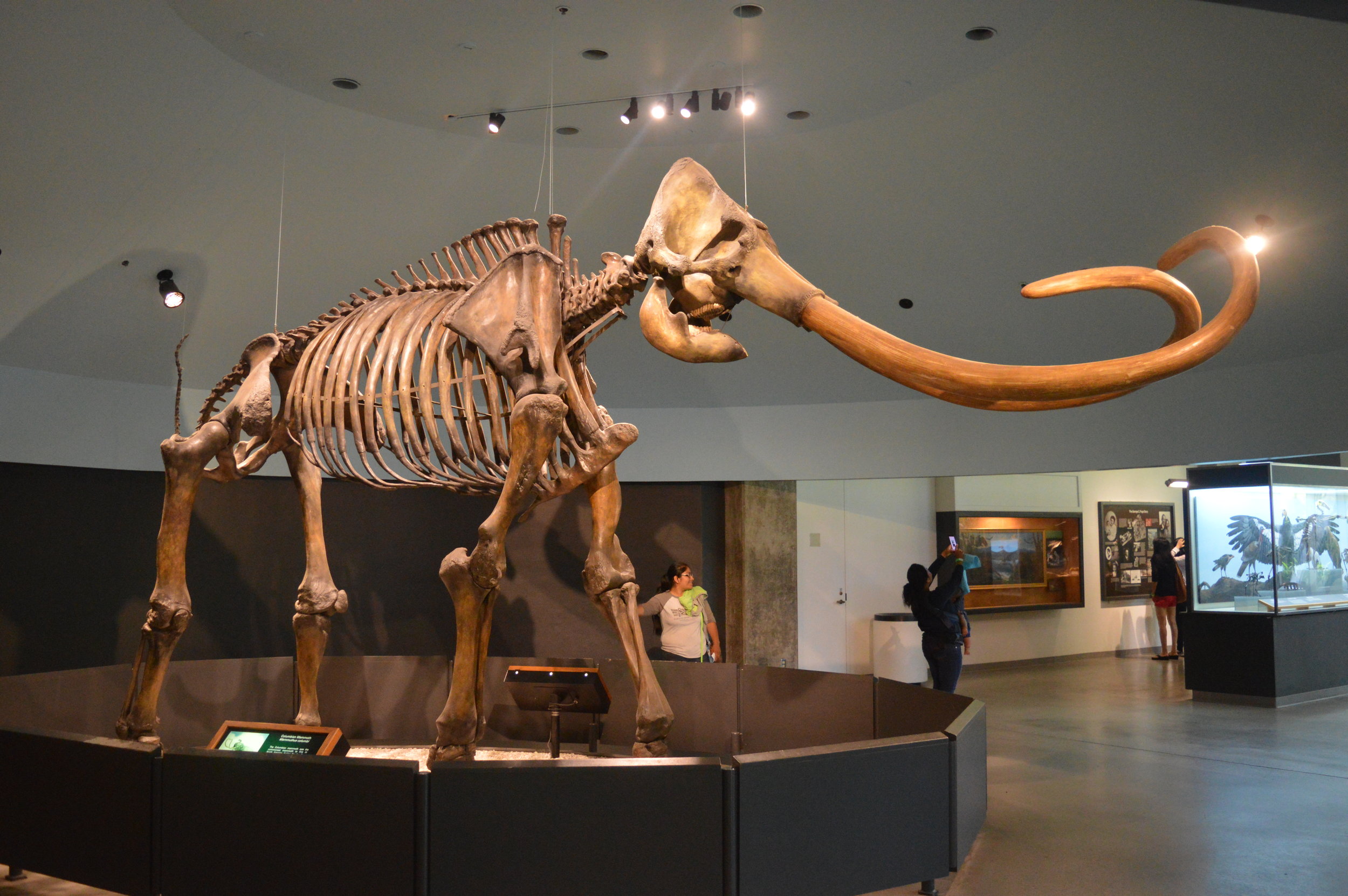  When Bill Nye tells you to visit the La Brea Tar Pits and Museum, that’s exactly what you do. © Andrew Katsis 