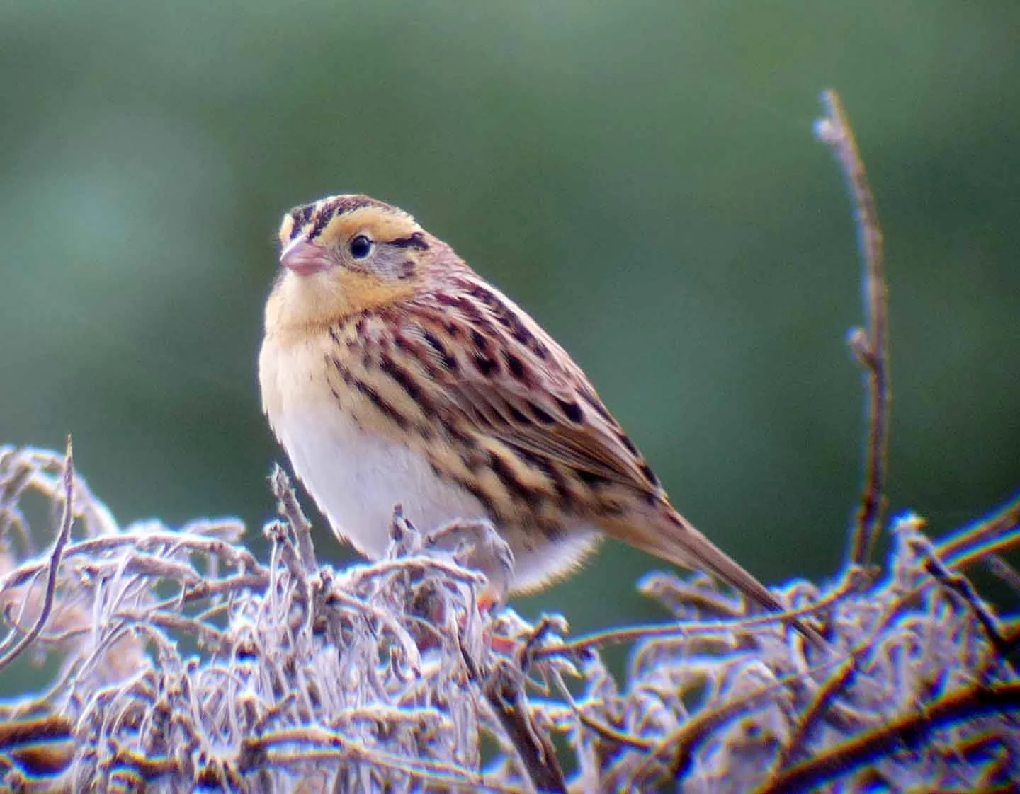 A Le Conte's Sparrow (Ammodramus leconteii), identified in Marin County, California during the 2014 Christmas Bird Count, which has been running since 1900 . K Schneider/ Flickr (CC BY-NC 2.0)
