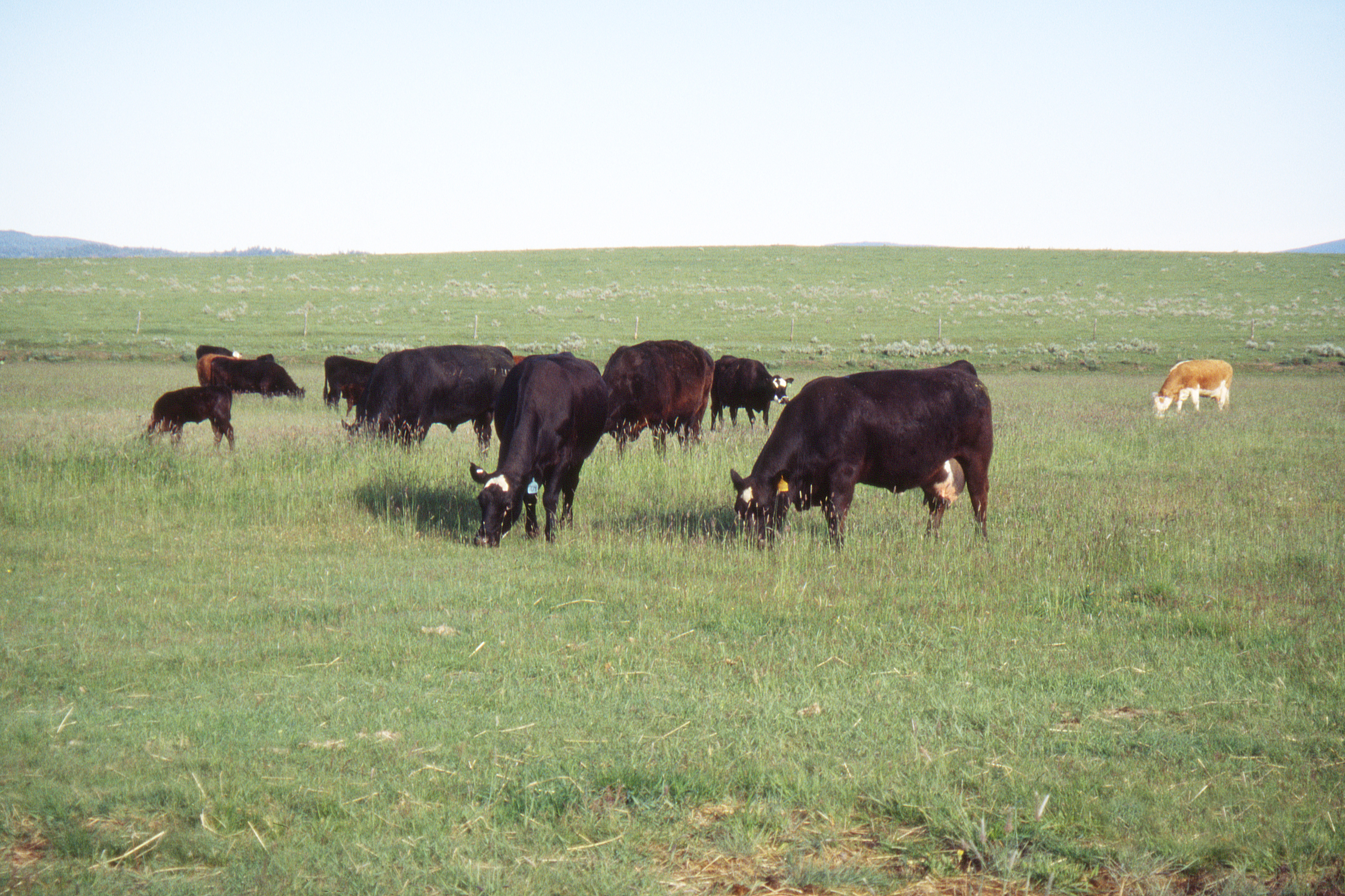 Cows - especially dairy cows - produce a large proportion of the world's greenhouse gas emissions. USDA NRCS Montana/Flickr (Public Domain)