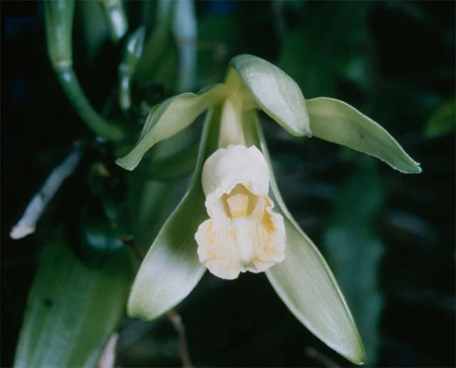 Vanillin molecular structure shown next to a vanilla orchid. Adapted from Everglades National Park/Wikimedia Commons (public domain).