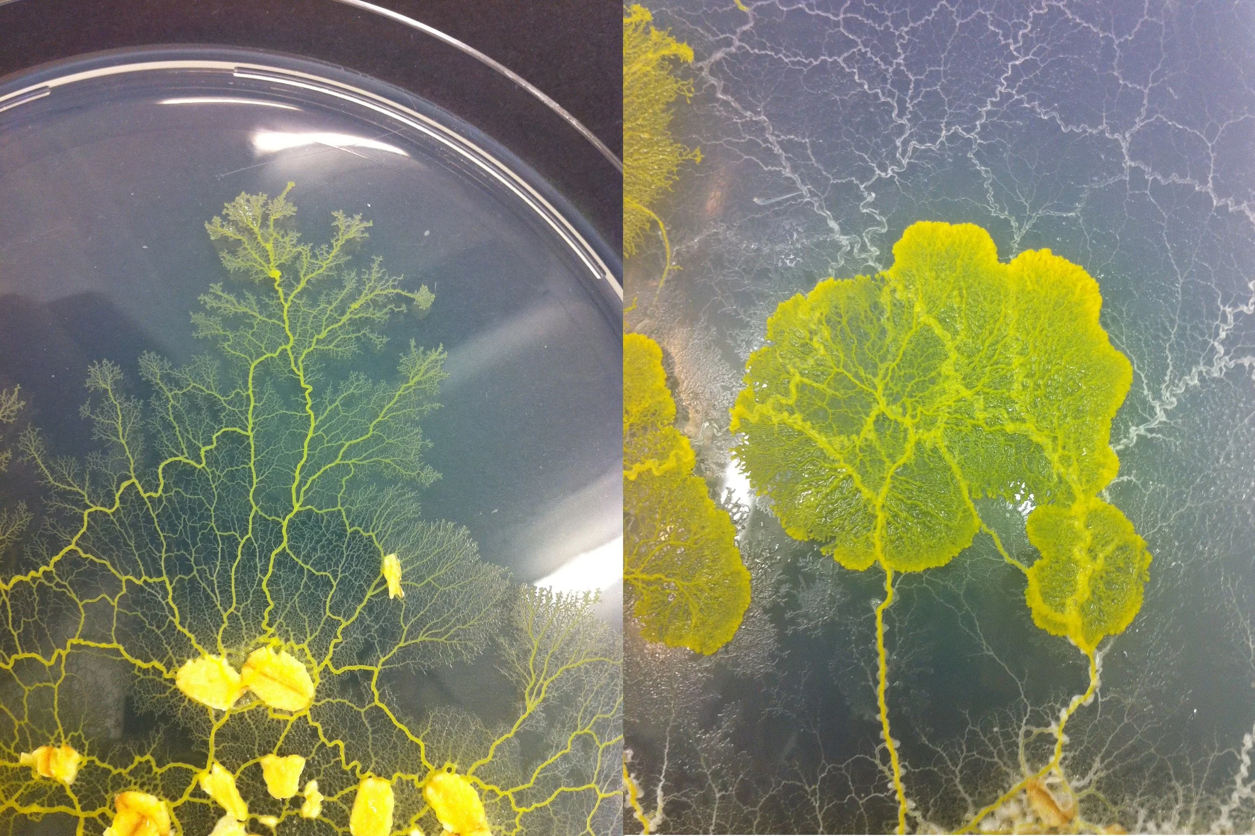 Slime moulds form complex networks as they branch out in search of food. © Jules Smith-Ferguson