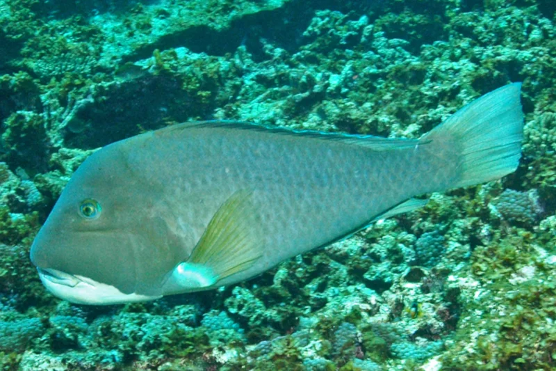 Graham Edgar/Reef Life Survey (CC BY)