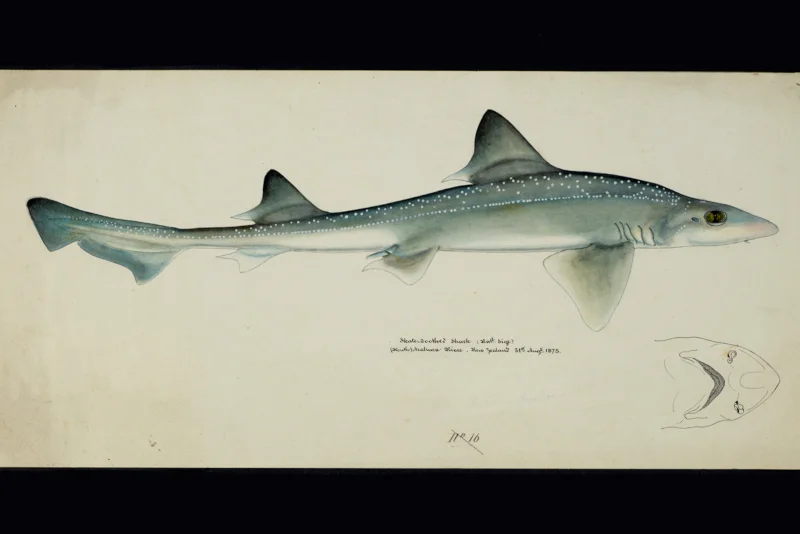 Frank E. Clarke, 1875/Te Papa, Museum of New Zealand (public domain)