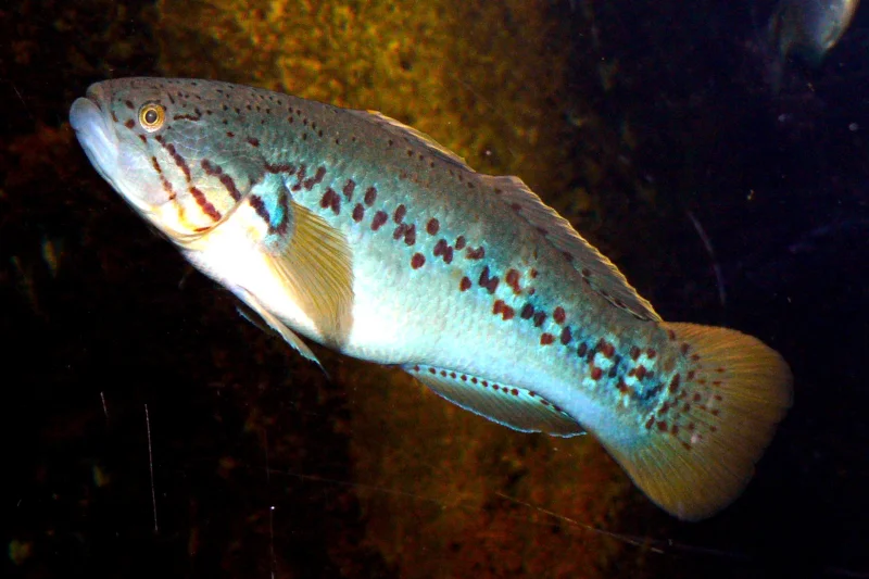Haplochromis/Wikimedia Commons (CC BY-SA 3.0)