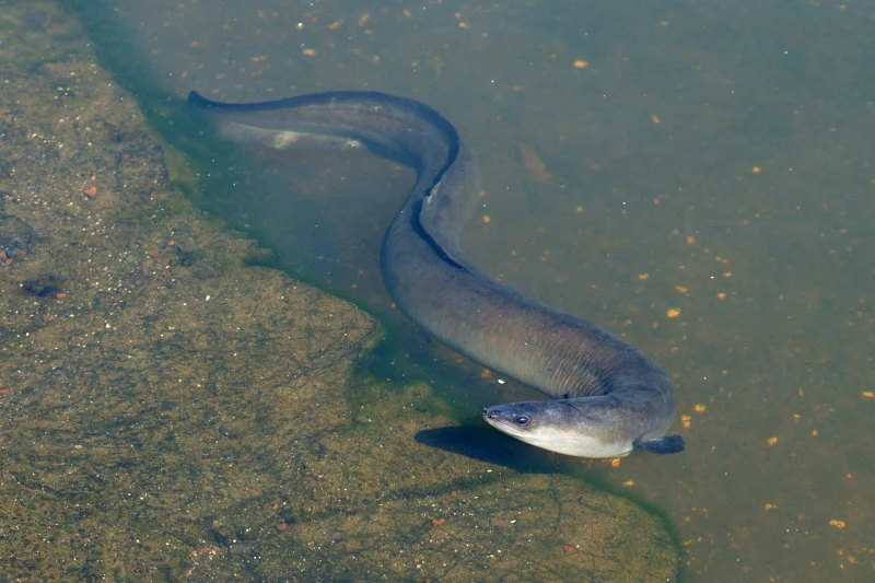 Lek Khauv/iNaturalist.org (CC BY-NC)