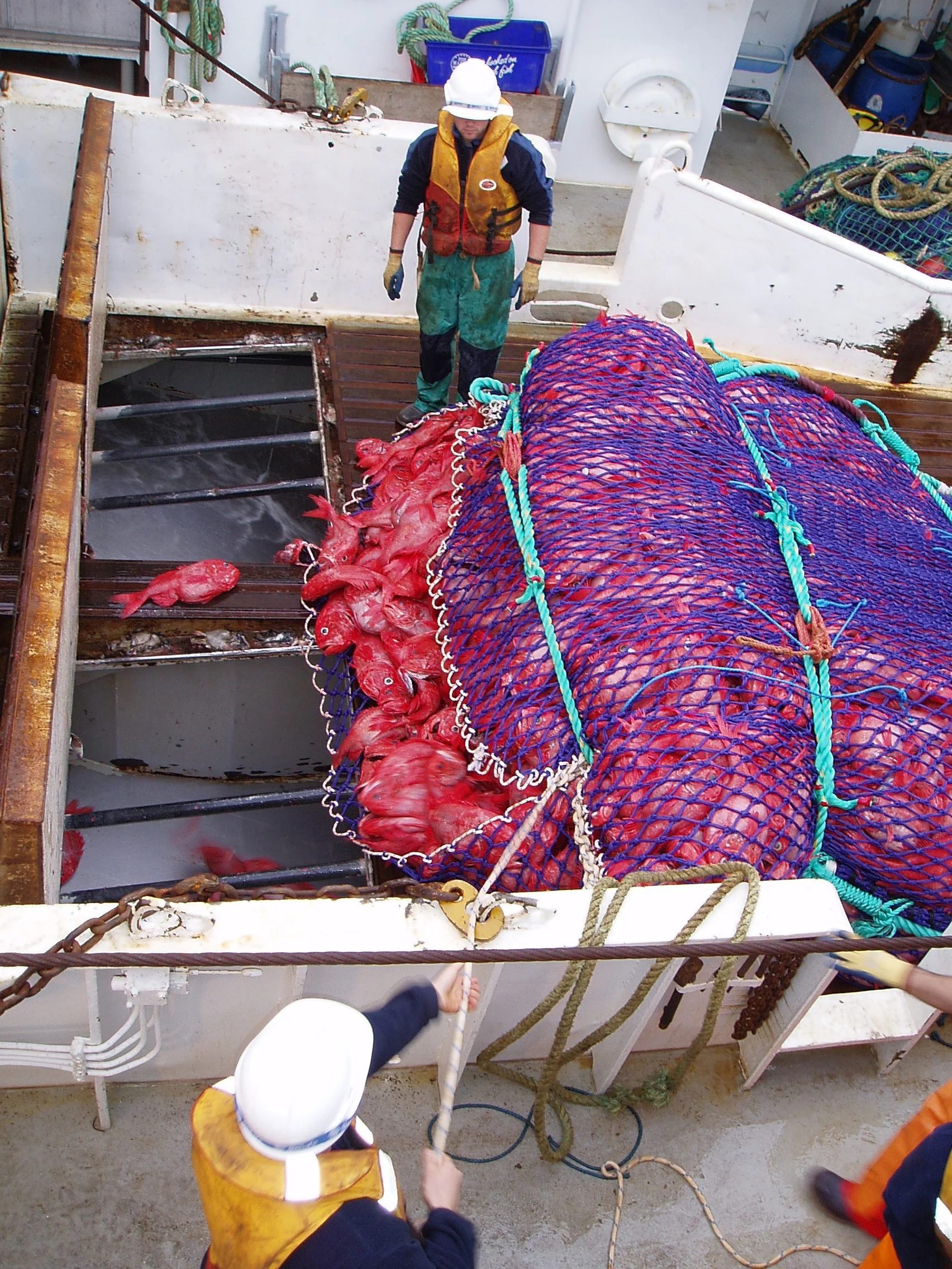 Orange roughy are regularly caught by trawlers, but because they grow so slowly, they are very vulnerable to overfishing . CSIRO/Wikimedia Common s (CC BY 3.0)