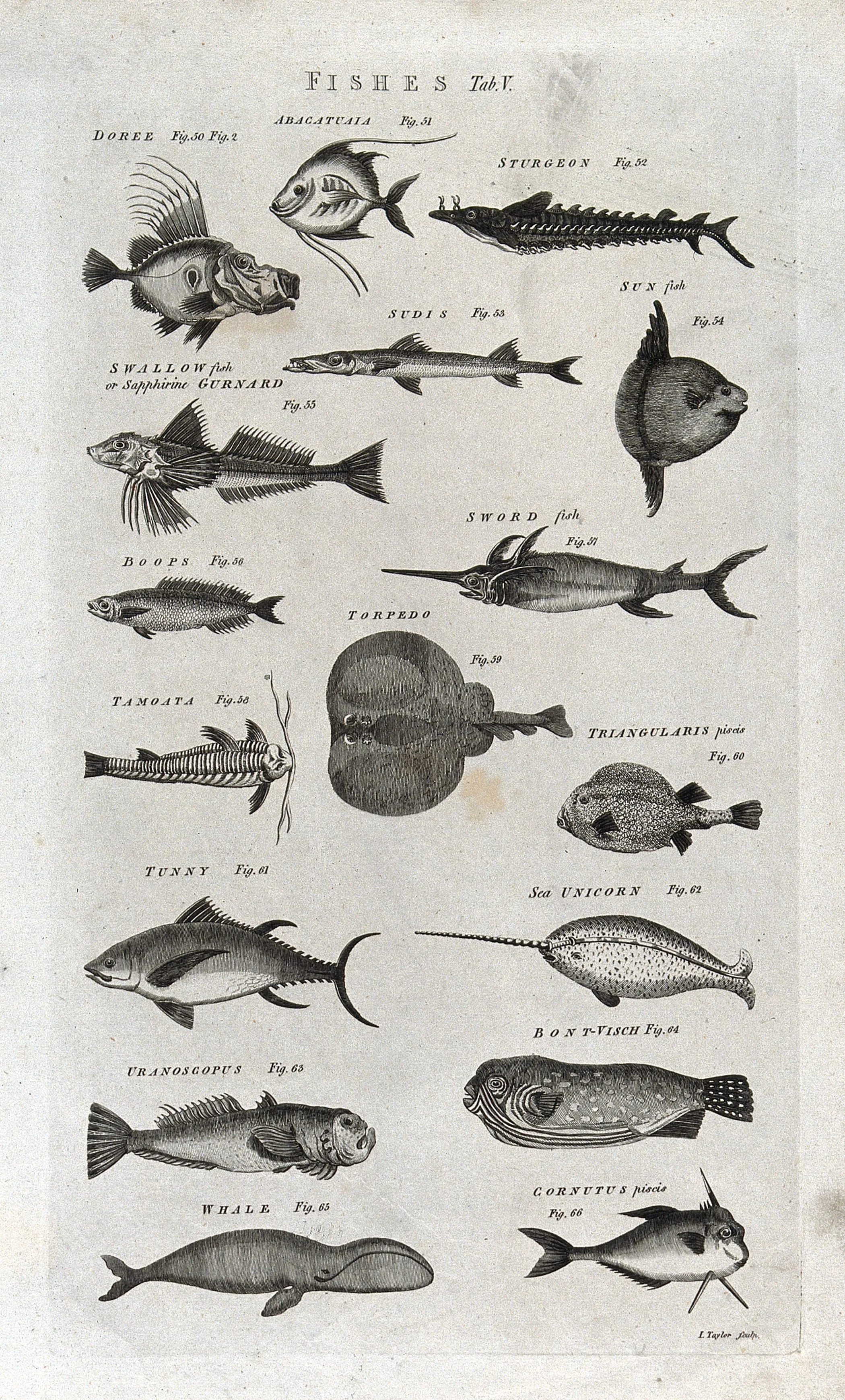 This wood engraving of “seventeen fishes” includes a “whale” and a “sea unicorn” or narwhal. I. Taylor/Wellcome Collection (public domain)