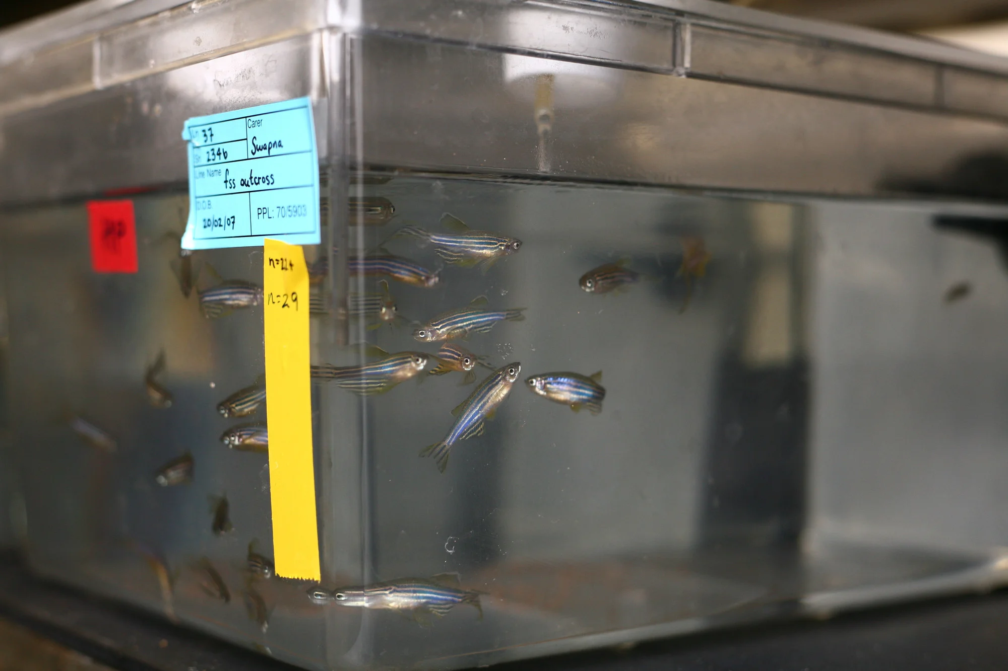 Zebrafish are among the most widely used aquatic organisms in scientific research. Understanding Animal Research/Flickr (CC BY 2.0)