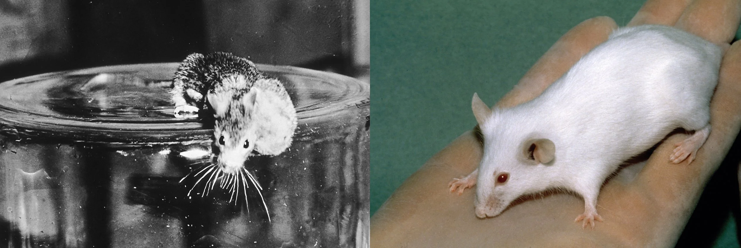 Laboratory mouse models with cancer tumours (left) and severe combined immunodeficiency (right). National Cancer Institute / Wikimedia Commons (public domain)