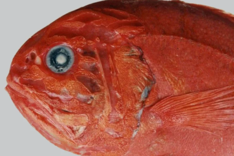 The orange roughy: Unloved in this survey, but certainly not forgotten. Daphne Themelis/Fisheries and Oceans Canada/ WORMS (CC BY-NC-SA)