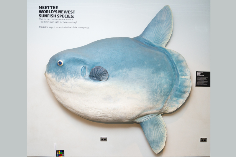 © Kane Fleury/Otago Museum, Dunedin (CC BY-NC 2.0)