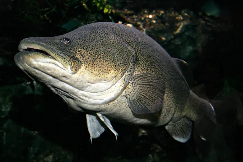 Fir0002/Wikimedia Commons (CC BY-NC 2.0)