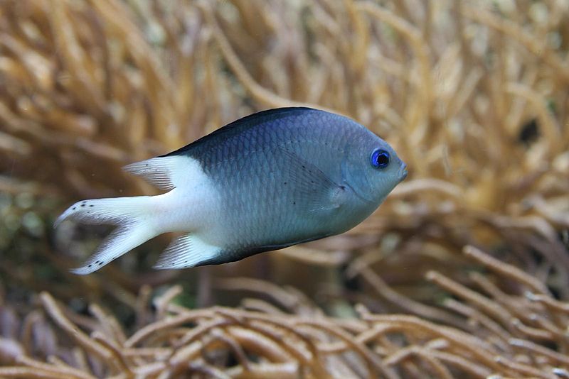 The spiny chromis damselfish found a loyal online following, despite being absent from the official shortlist. Nikita/Wikimedia Commons (CC BY 2.0)
