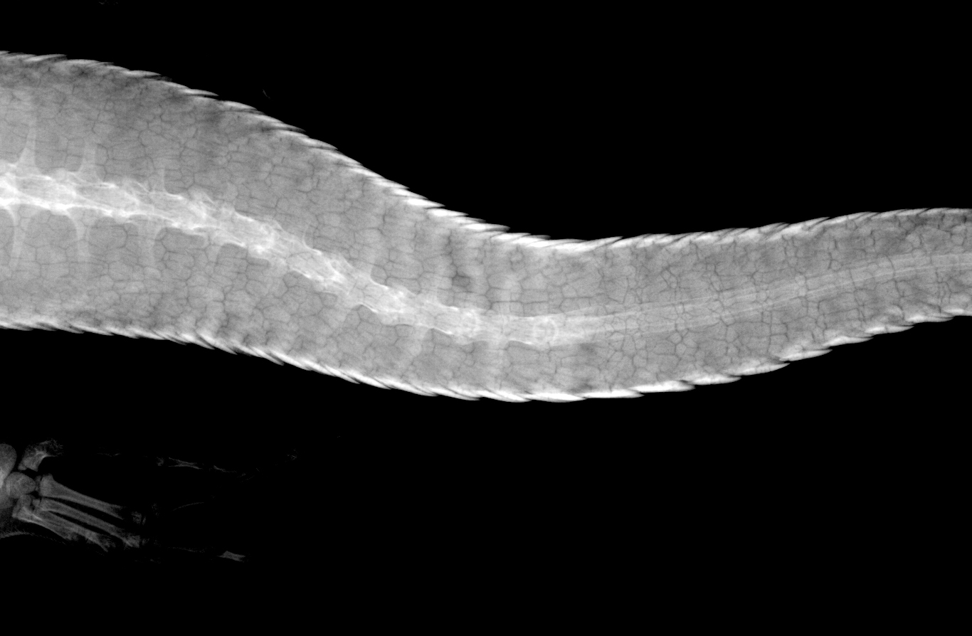  X-ray image of a King’s skink tail after autotomy and regrowth, with the vertebrae replaced by cartilage. © James Barr/Western Australia Museum 