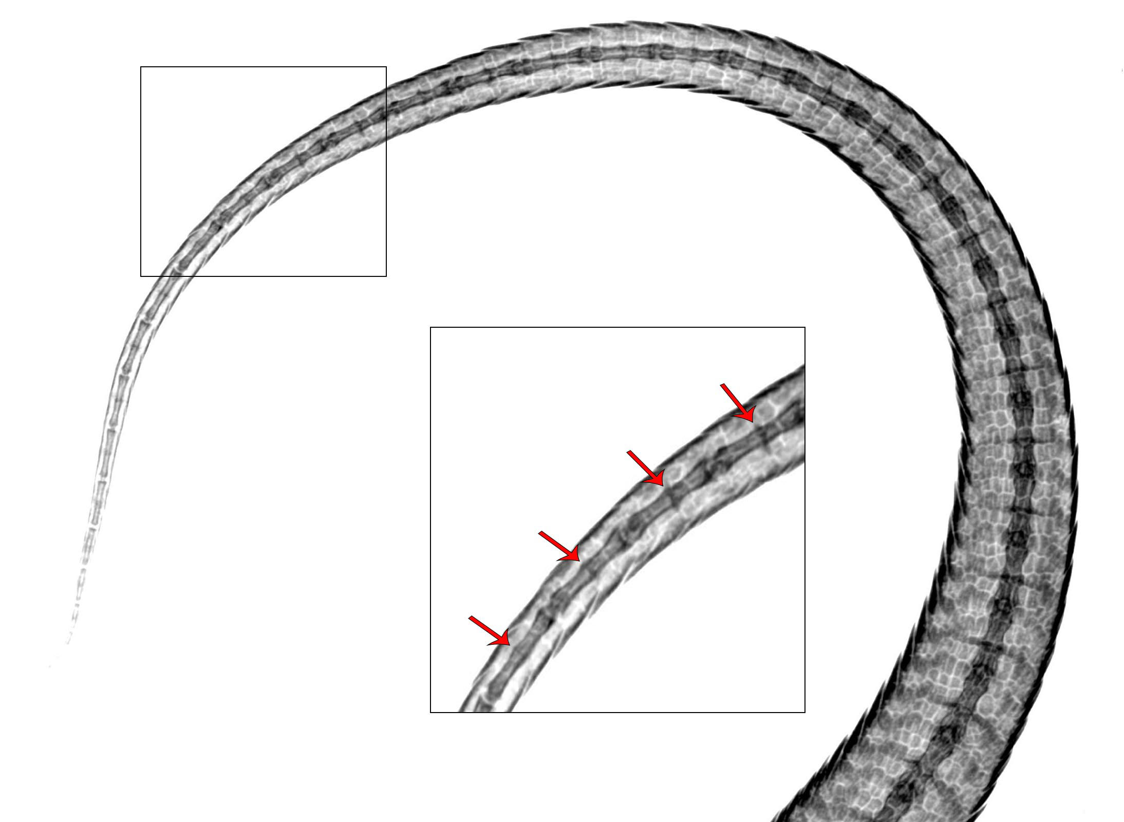X-ray image of a King’s skink tail before autotomy, with vertebrae intact. © James Barr/Western Australia Museum