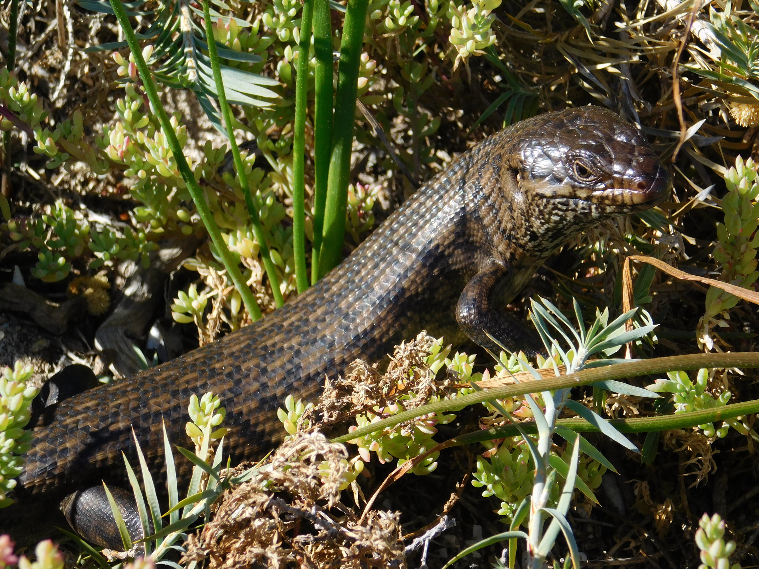  A King’s skink,  Egernia kingii . © James Barr 