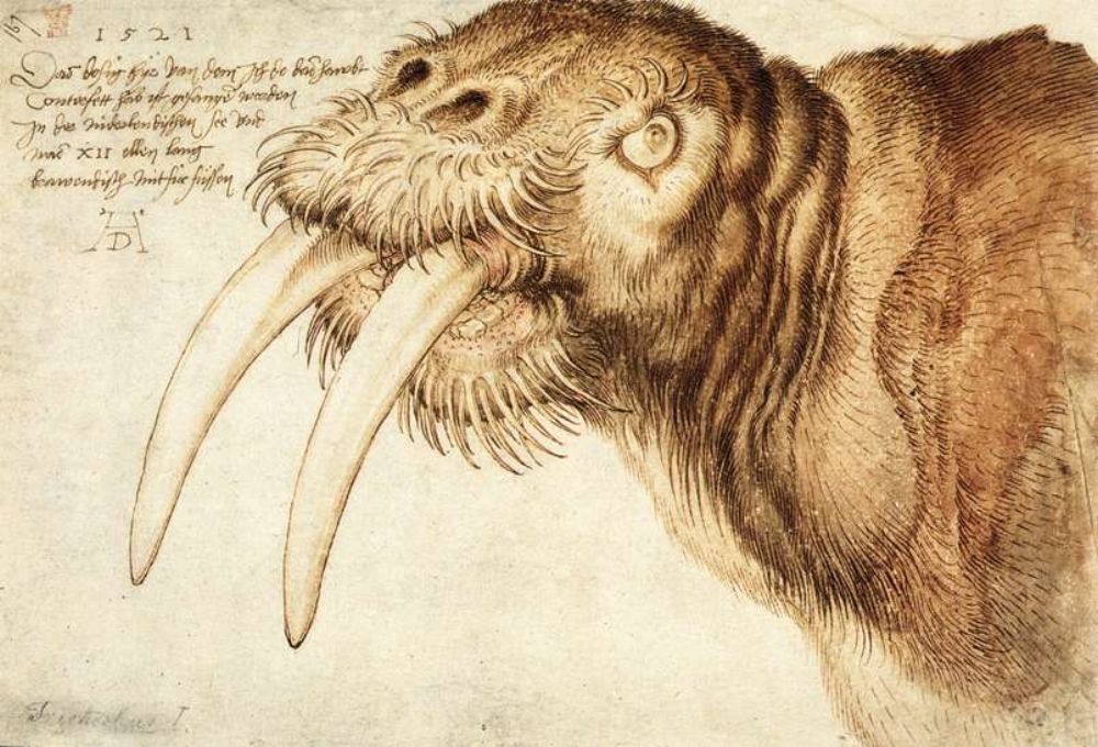 Early descriptions of the walrus led many to believe there were fantastical monsters living in the far north . Walrus (1521) Albrecht Dürer (public domain)