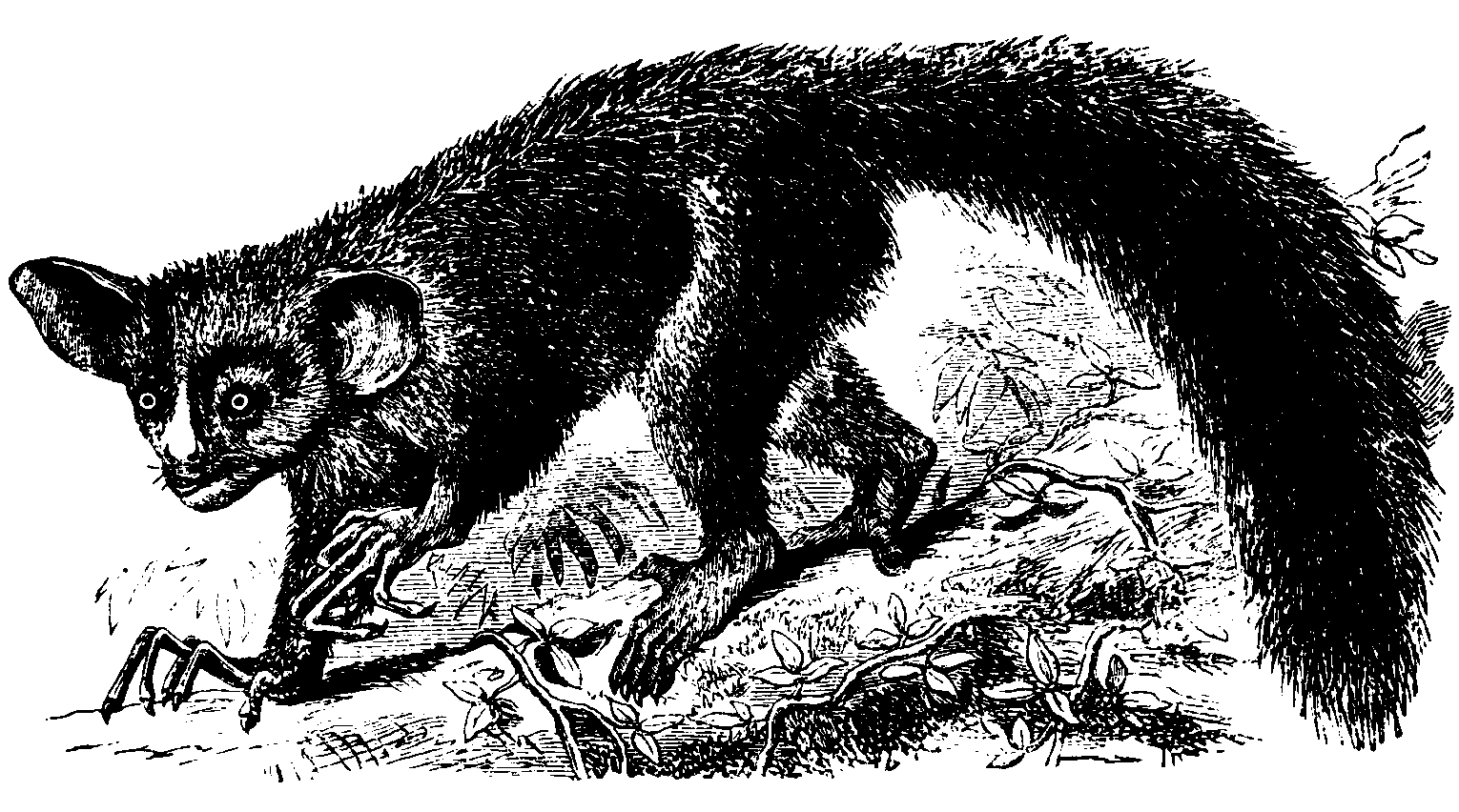 The otherworldly features of the aye aye in Madagascar were astounding to 19th-century European explorers. St. George Mivart, F.R.S. (CC BY-SA 3.0)
