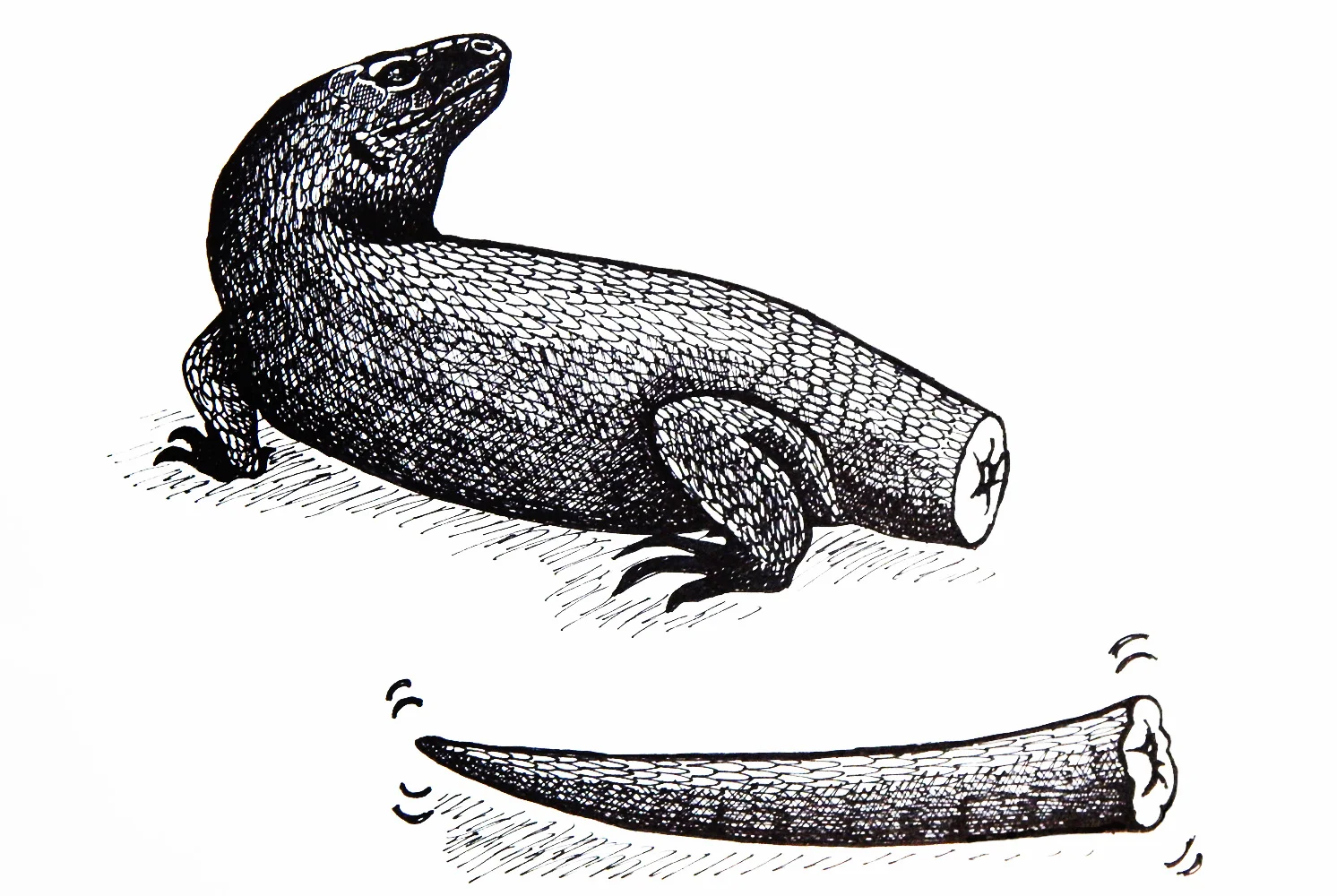 Illustration by Leigh Douglas