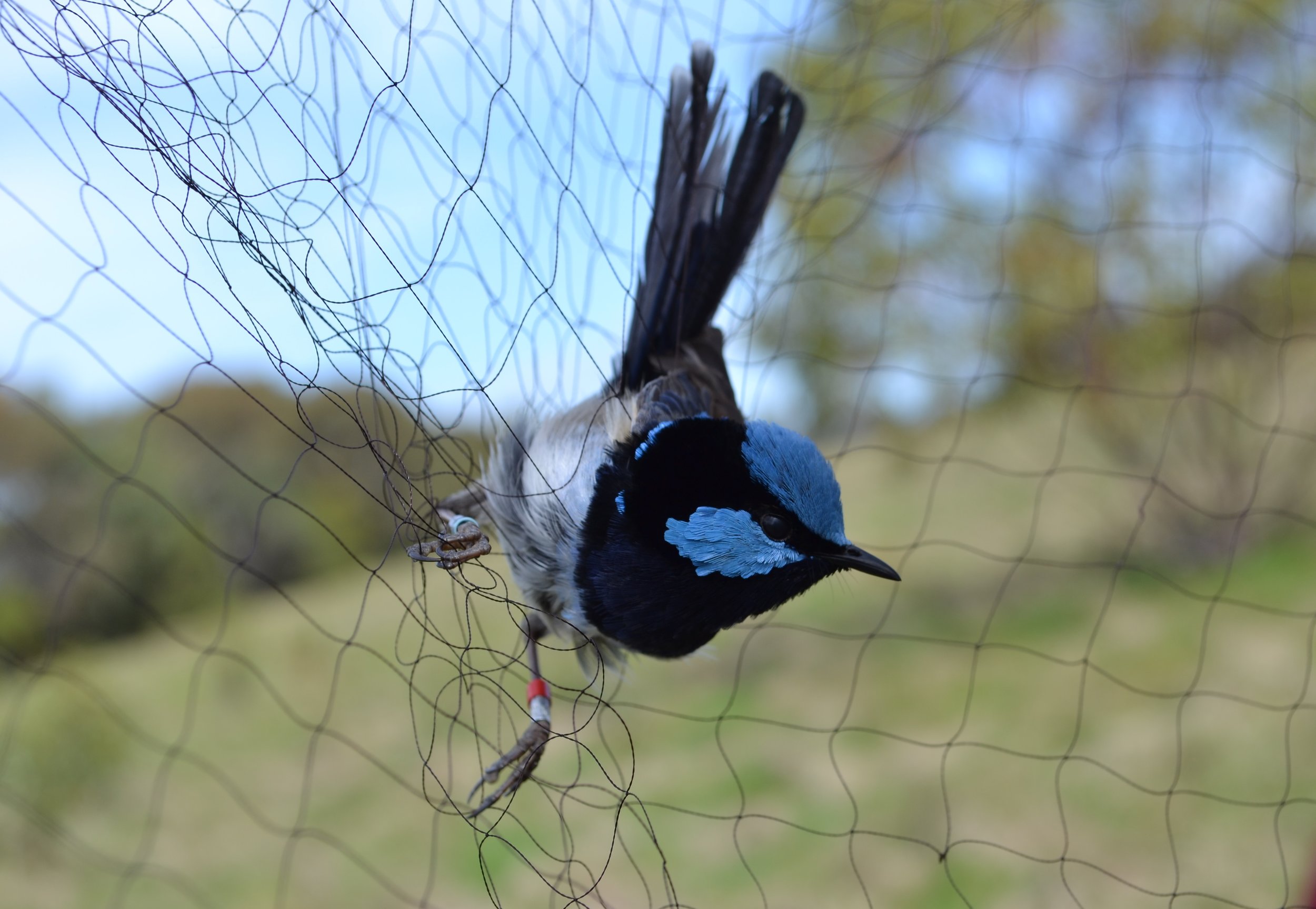 A male superb fairy-wren in a mist-net, a common method of capturing birds for banding and monitoring. © Andrew Katsis