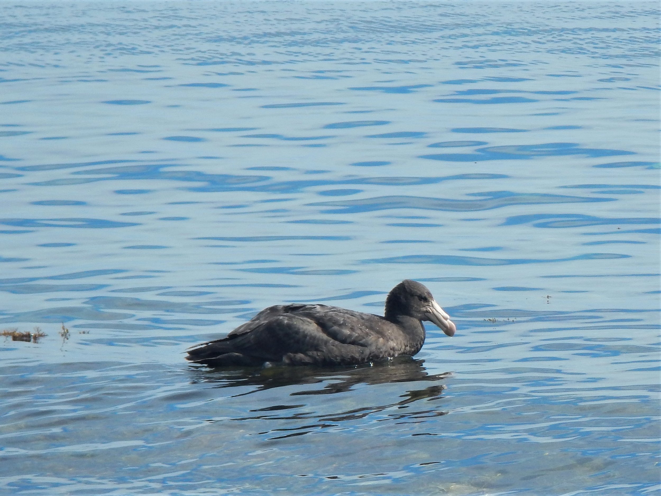  Giant petrels are not typically found on Little Barrier Island, so this vagrant must have lost its way. © Eli Sooker 