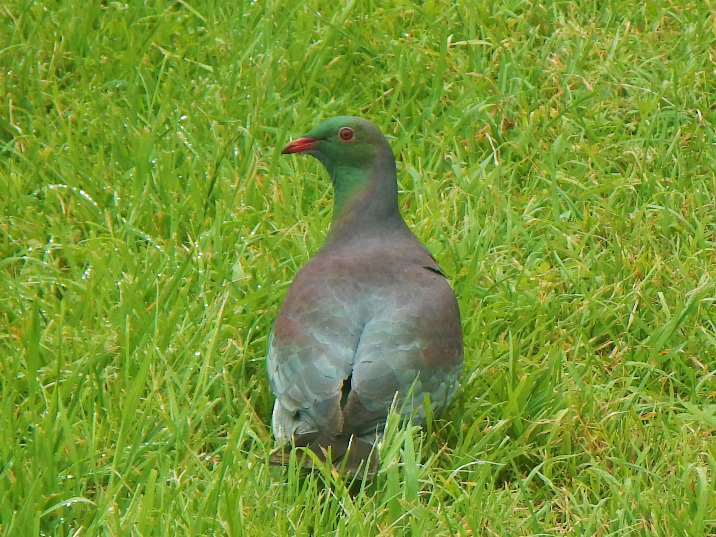  A kereru, also known as a New Zealand pigeon. © Eli Sooker 