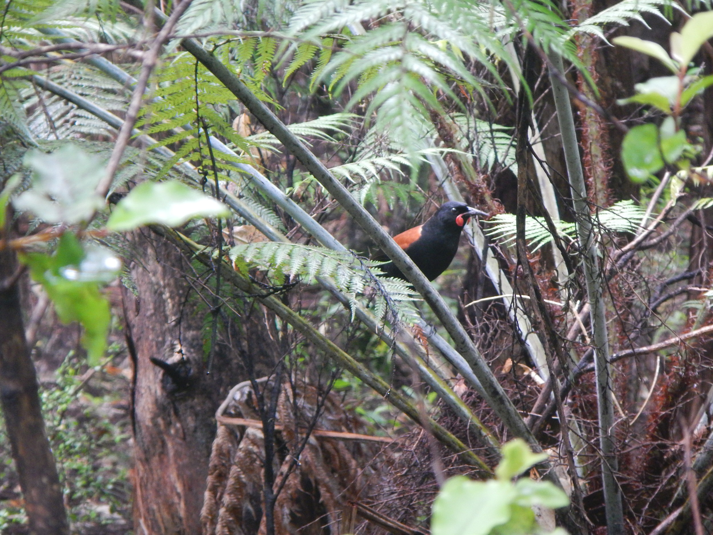  The North Island saddleback, a species considered Near Threatened on the IUCN Red LIst. © Eli Sooker 