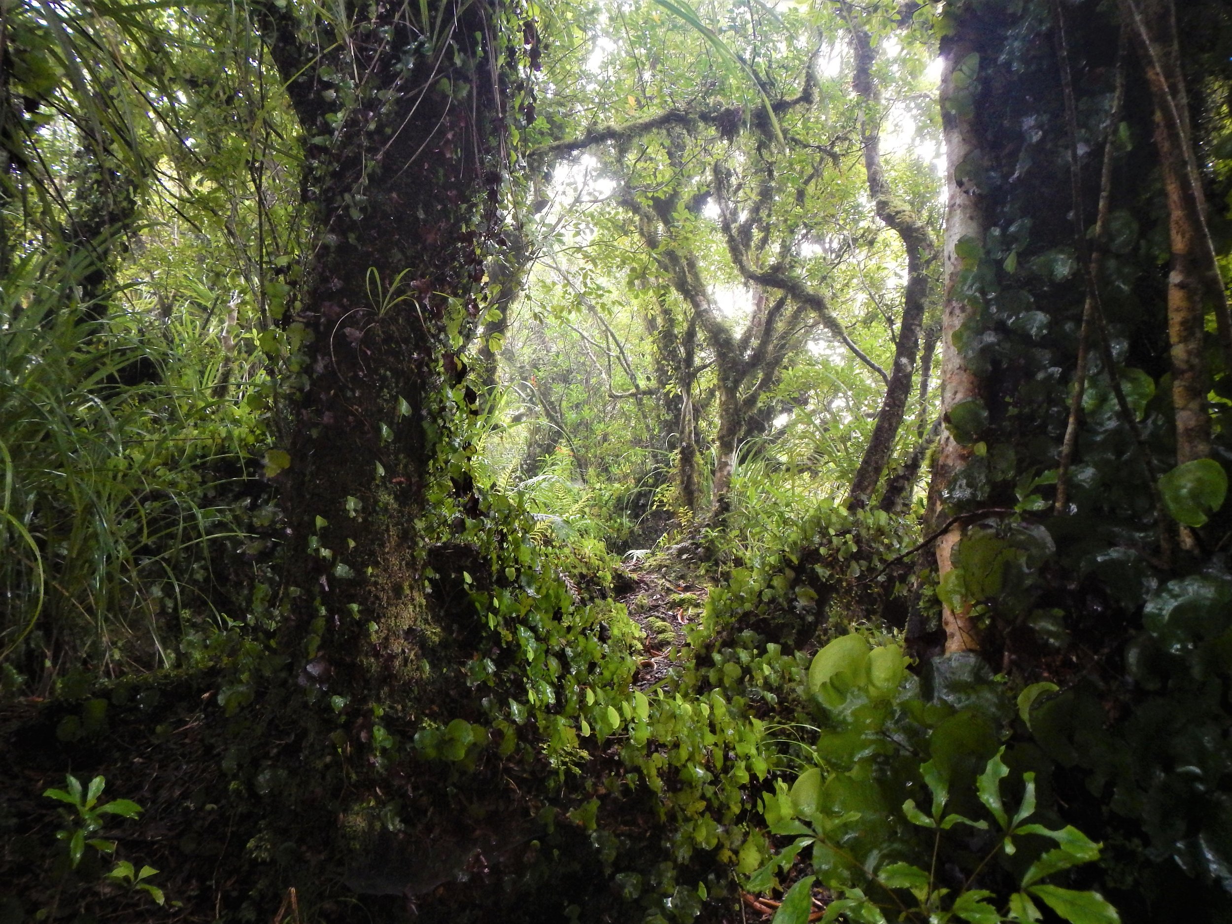  Cloud forest in the upper reaches of Little Barrier. ©   Eli Sooker 