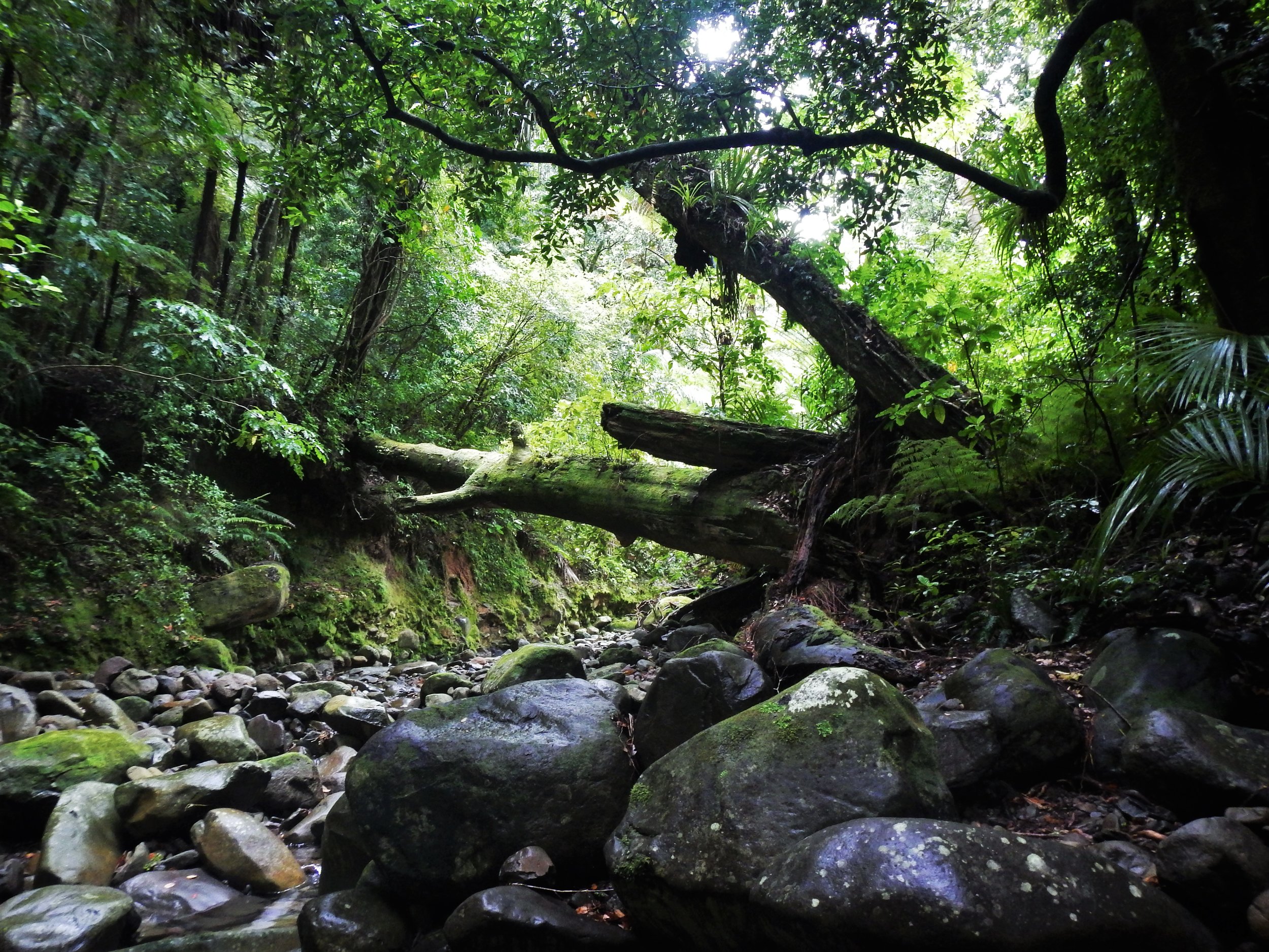  The island’s pristine habitat relies on regular weed surveys. © Eli Sooker 