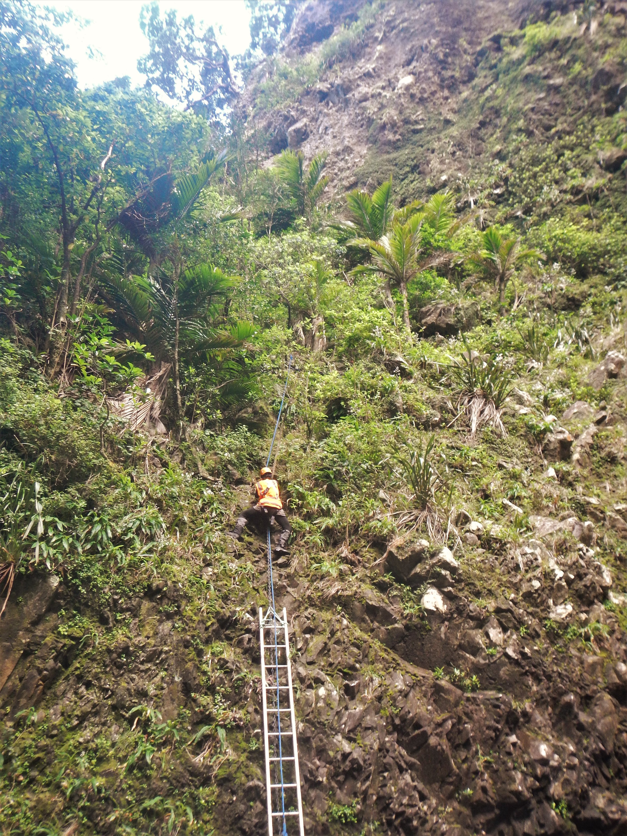  Surveying Little Barrier for weeds is more involved than simply walking in a straight line. © Eli Sooker 