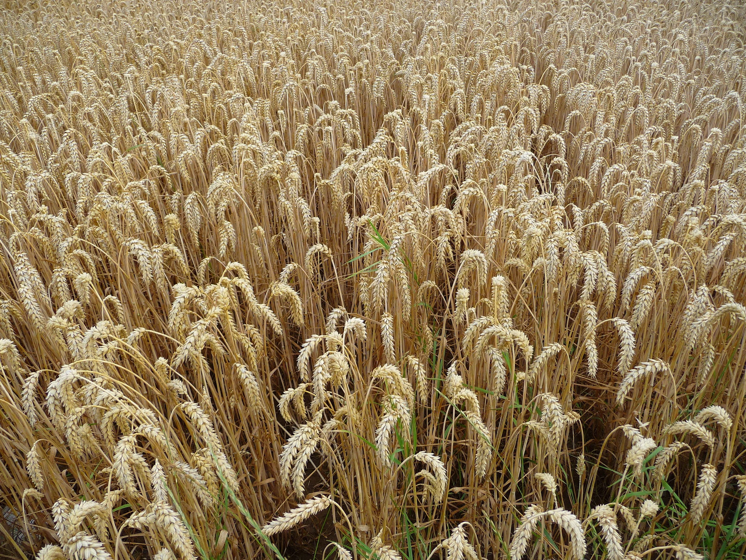 An extensive library of plant genomes may help us identify new crops to sustain the growing human population . 3268zauber/Wikimedia Commons (CC BY-SA 3.0)