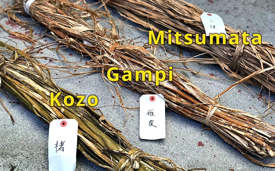 Kozo, Gampi, and Mitsumata are the most popular materials for making Washi paper. They all have different characteristics.