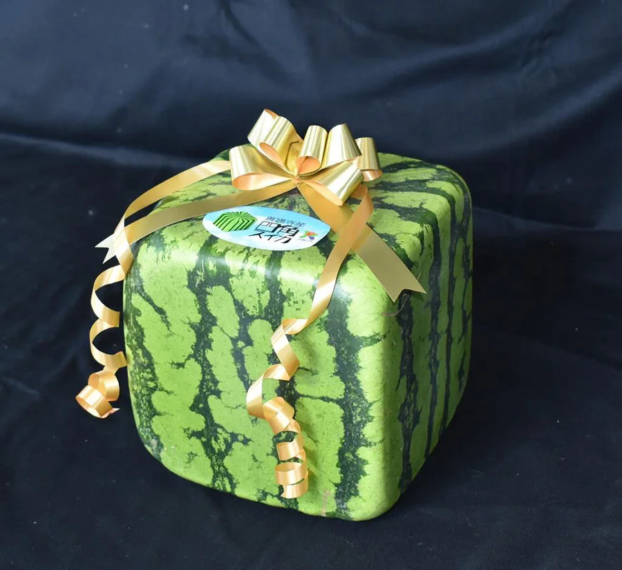 Why you need to wrap a watermelon — Shiho Masuda Gift Wrapping
