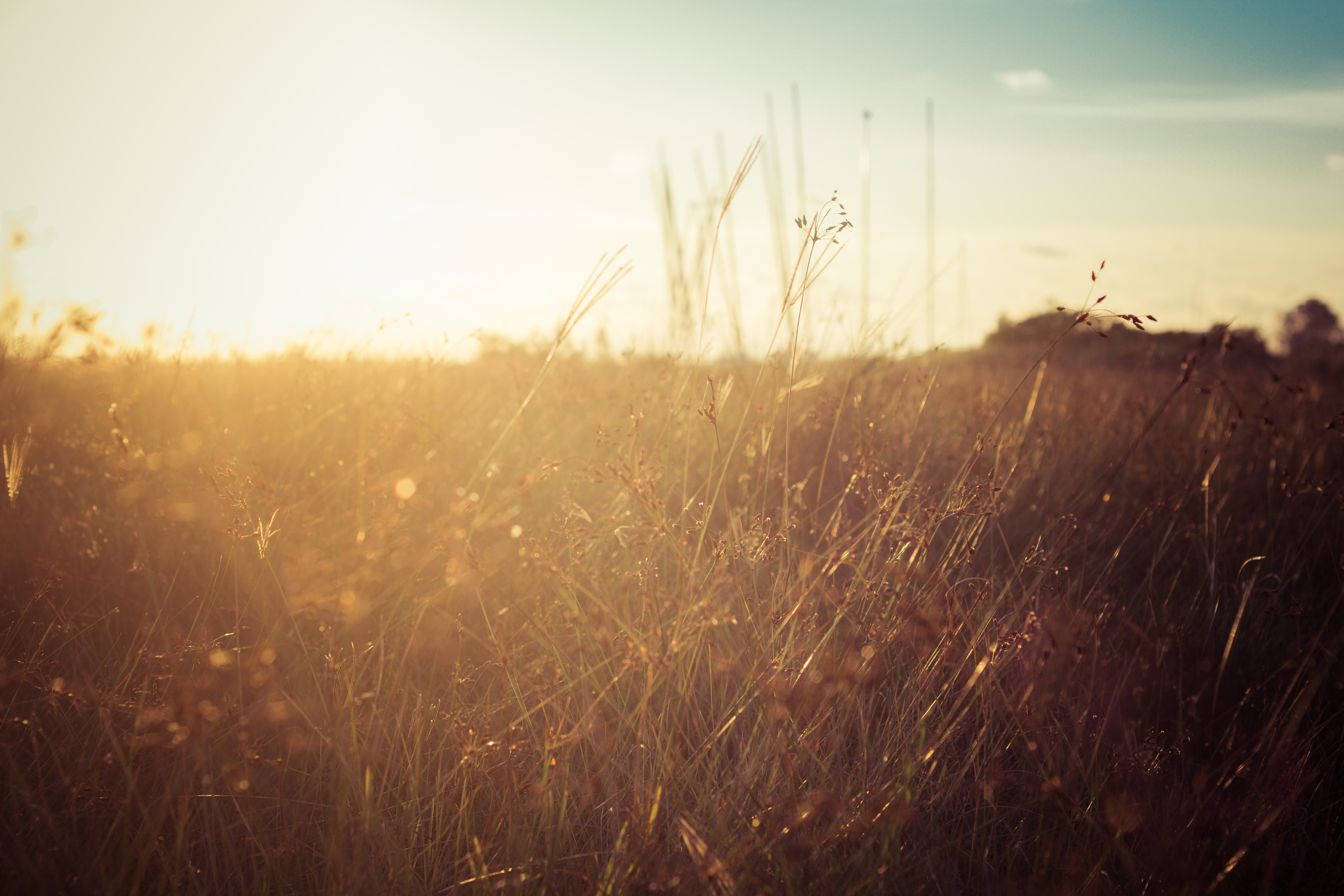 Beach Grass