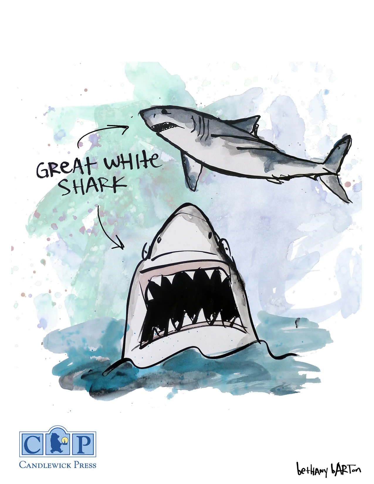 SHARKS1.jpg