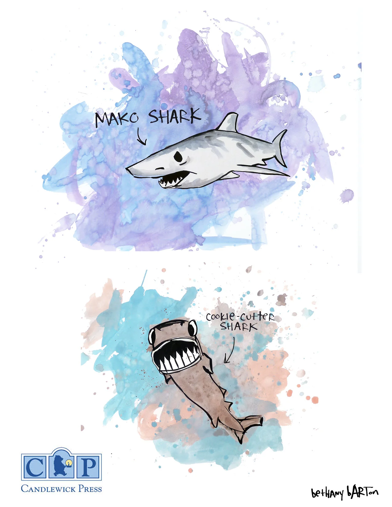 SHARKS12.jpg