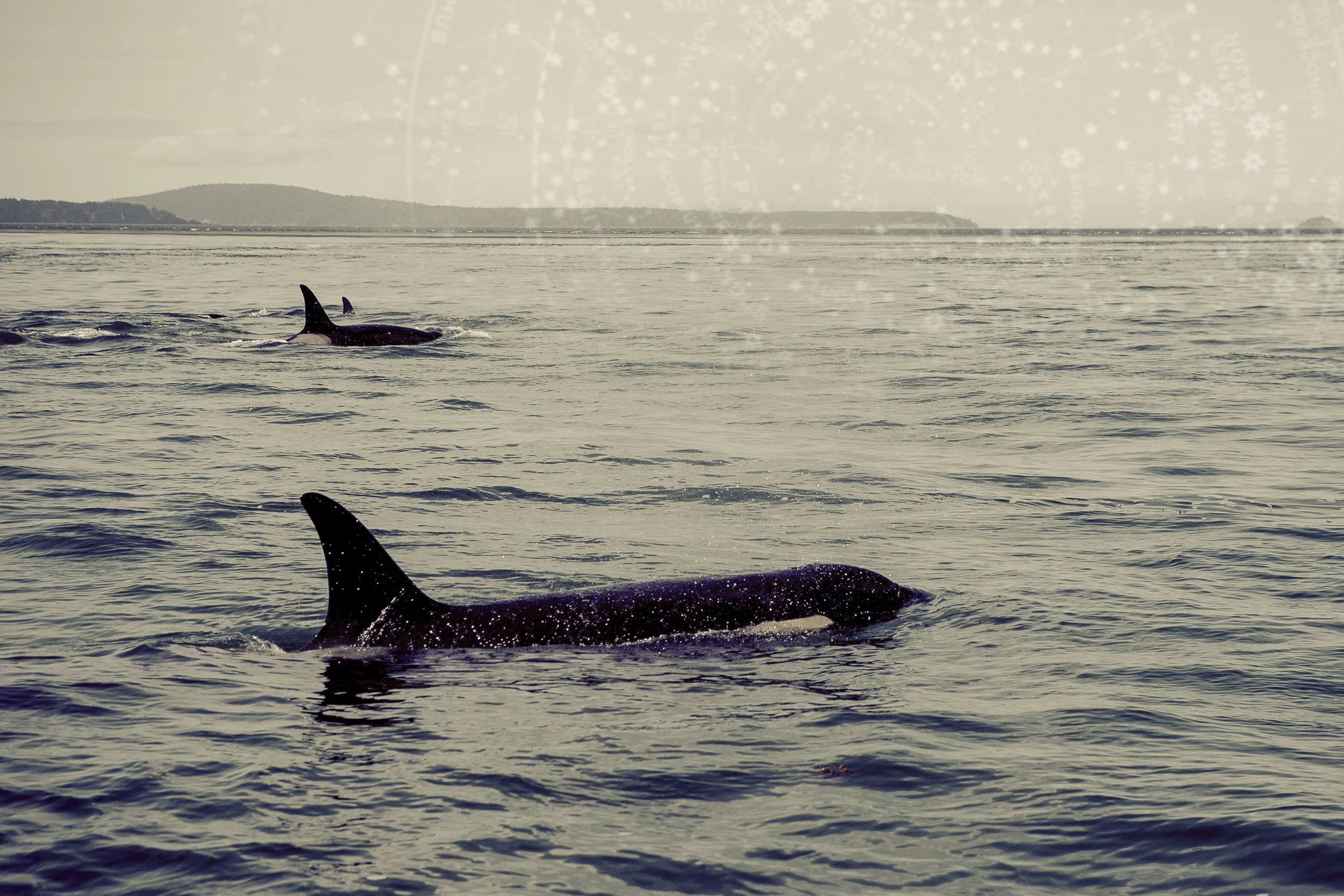 orcas 3.jpg