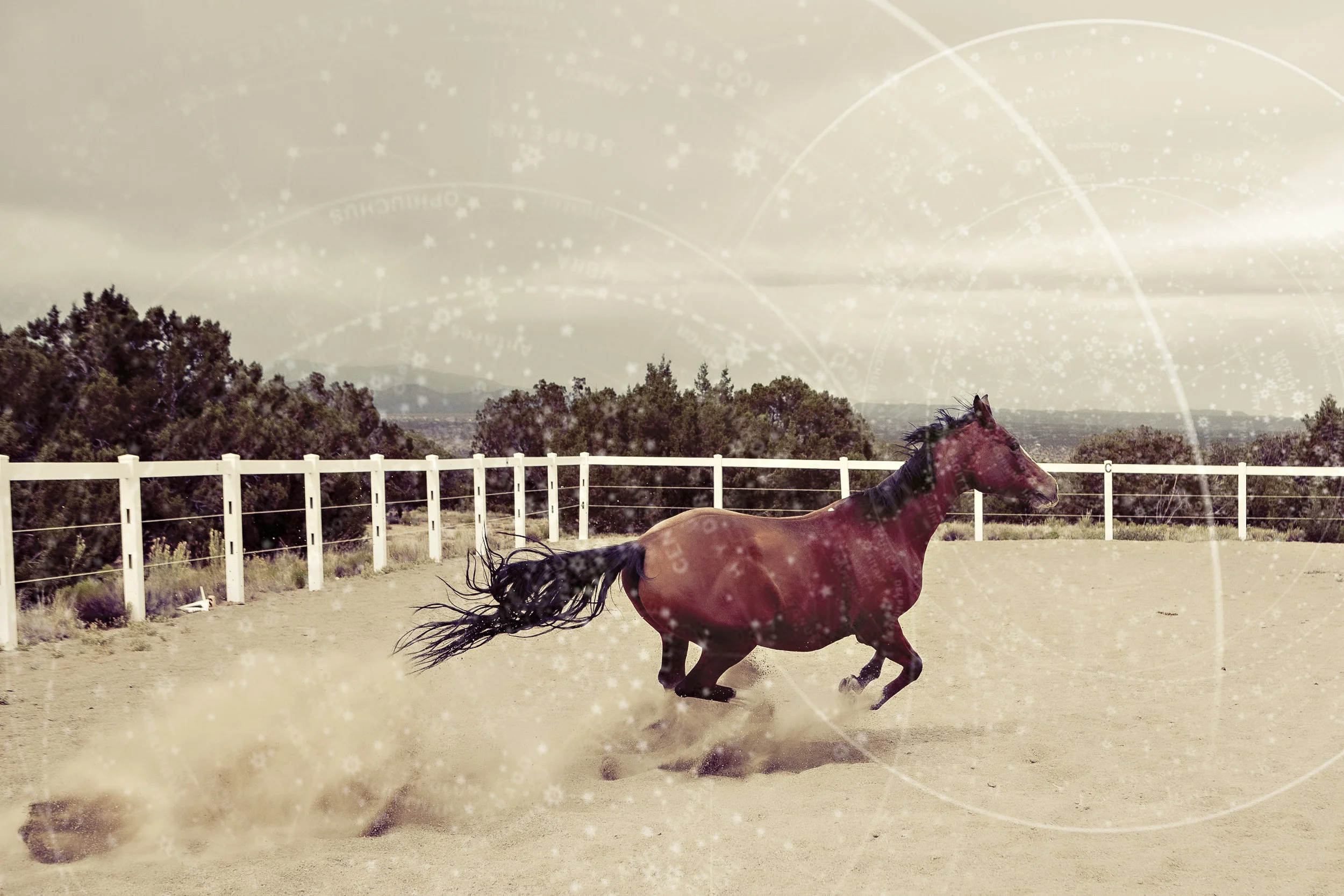 horse2.jpg
