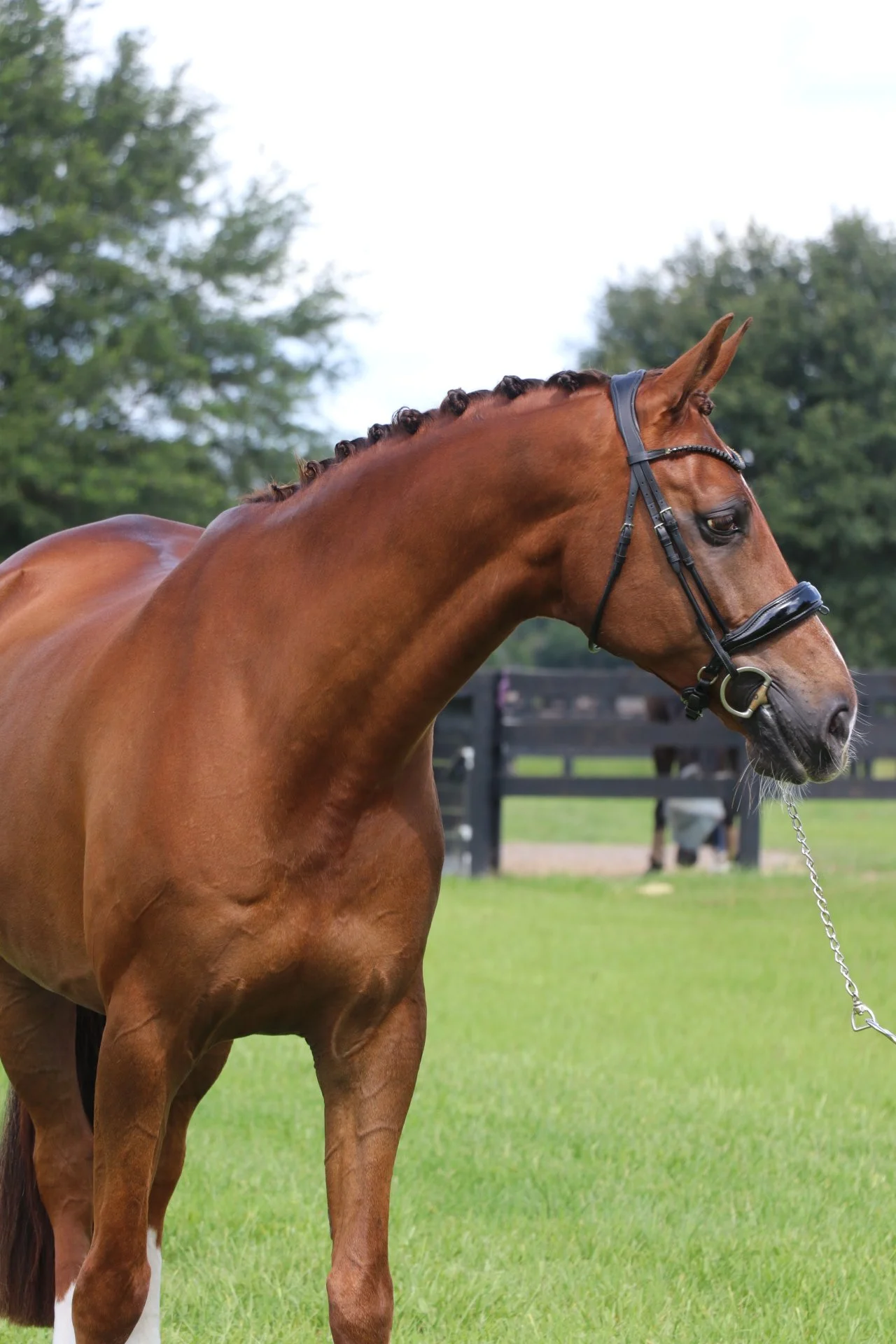 IMG_3436.jpeg
